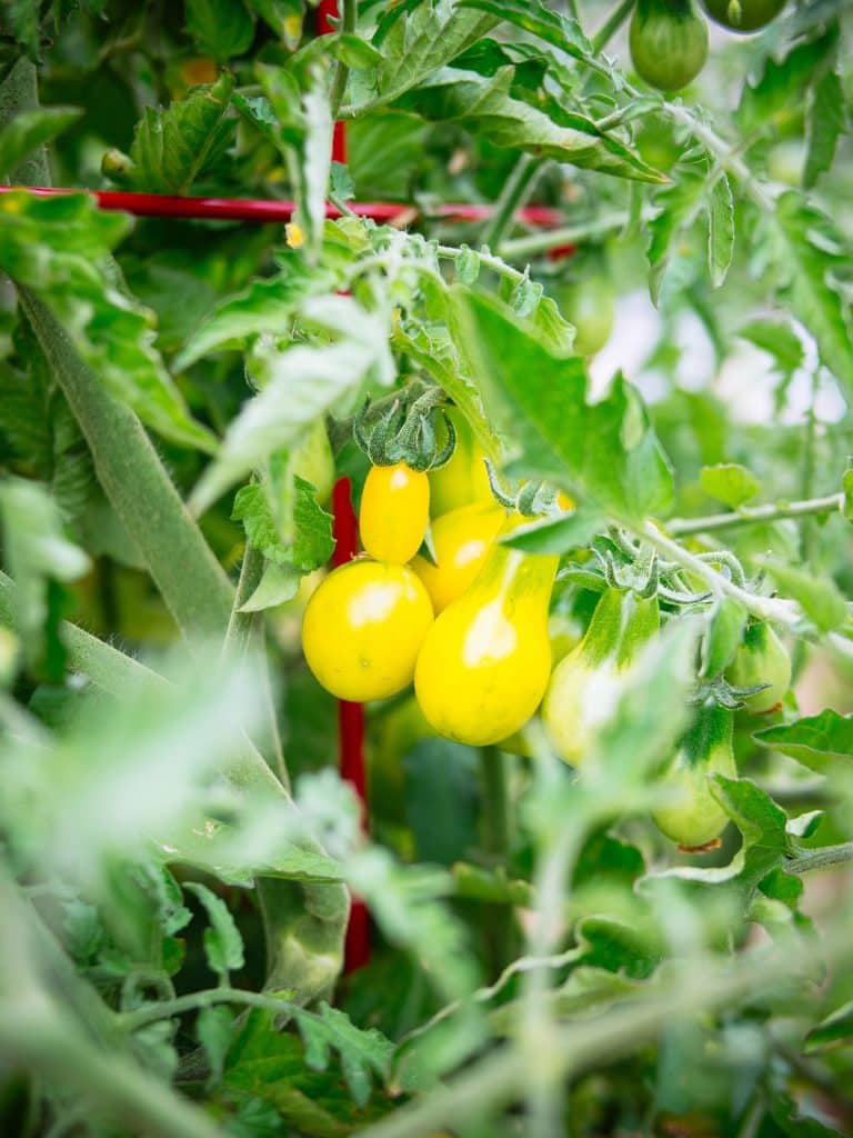 Yellow Pear tomatoes growing on vines