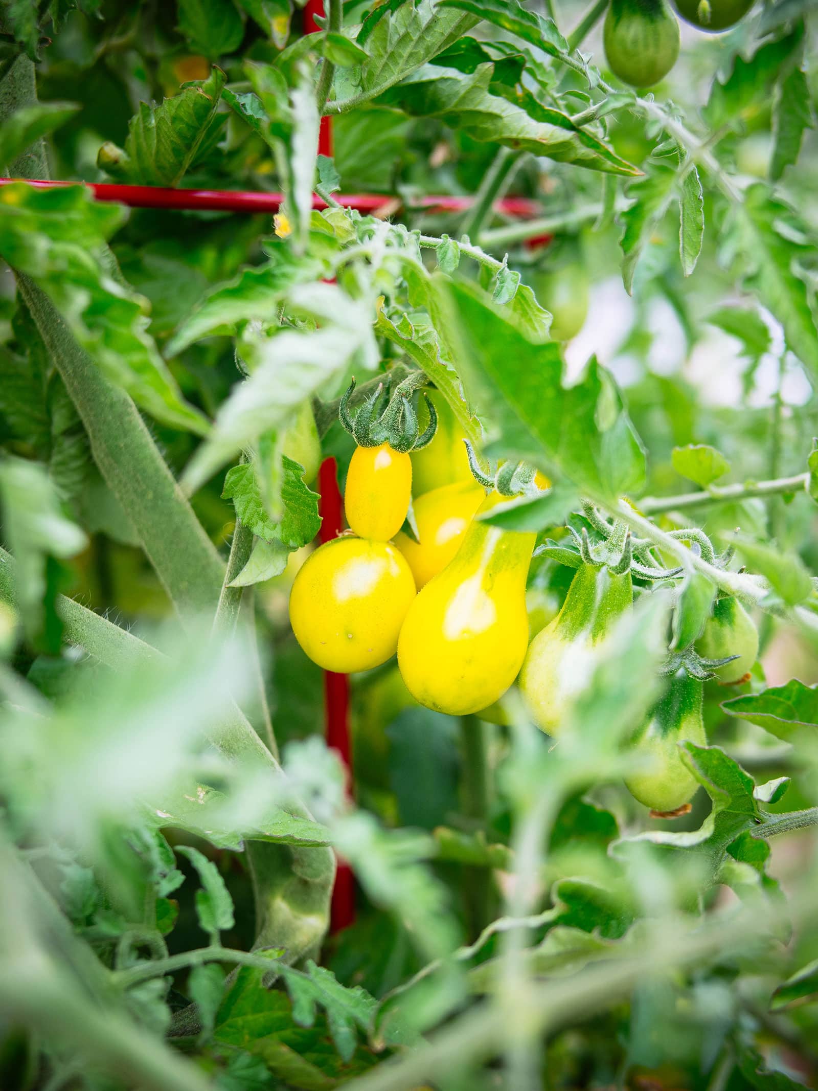 Yellow Pear tomatoes growing on vines