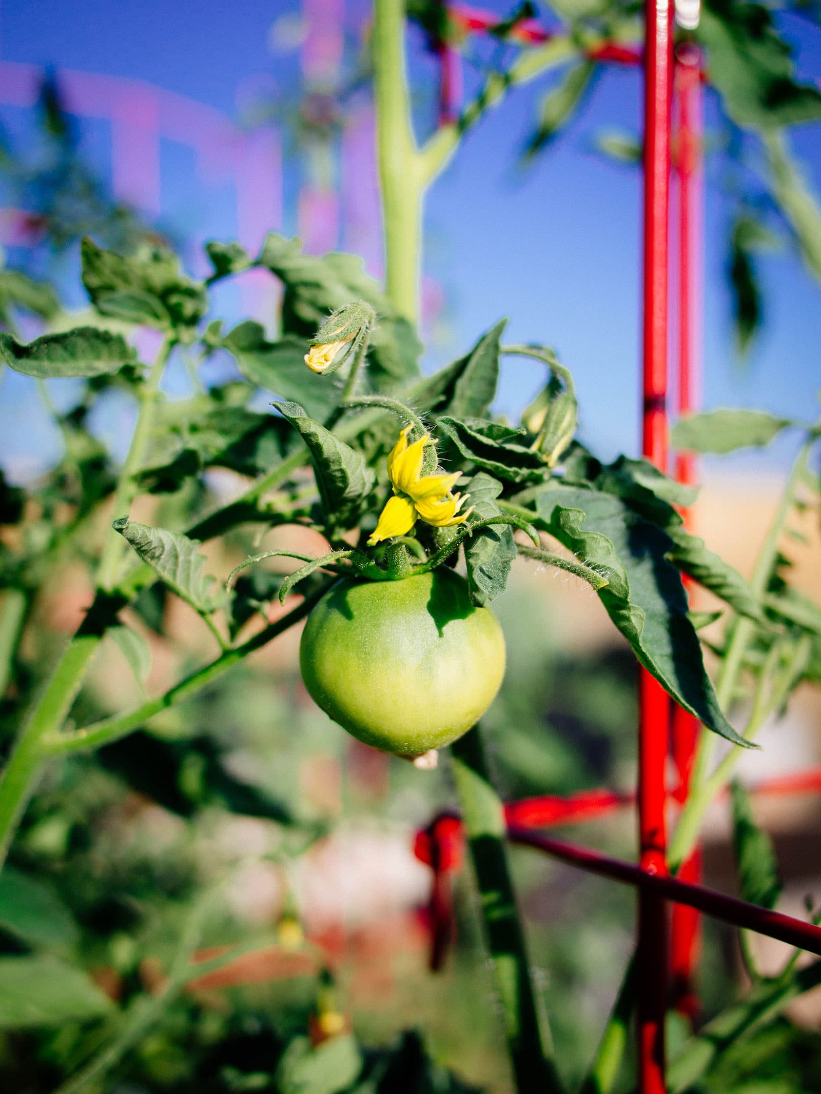 Immature Stupice tomato on a plant