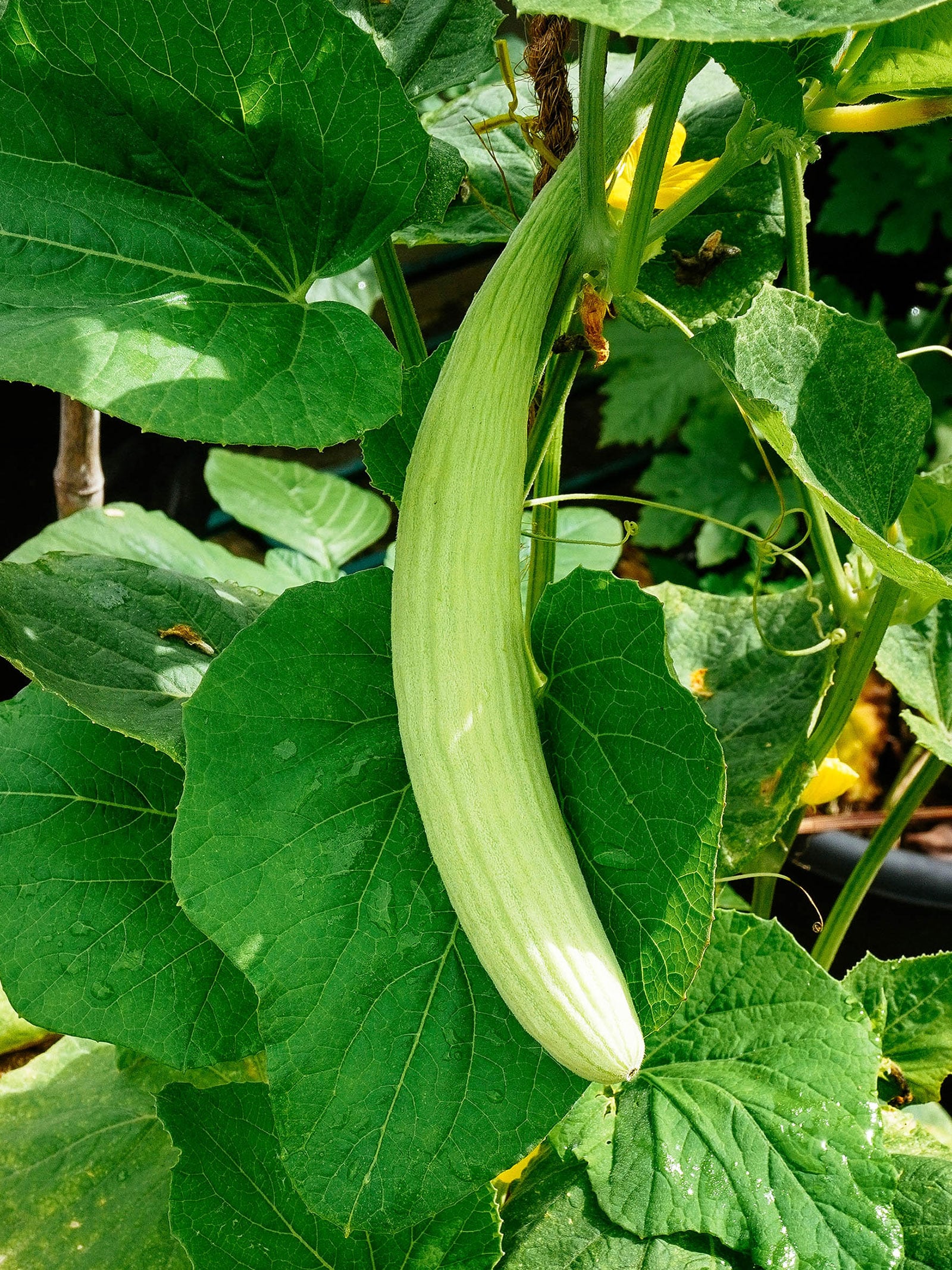 Armenian cucumber plant growing on a trellis