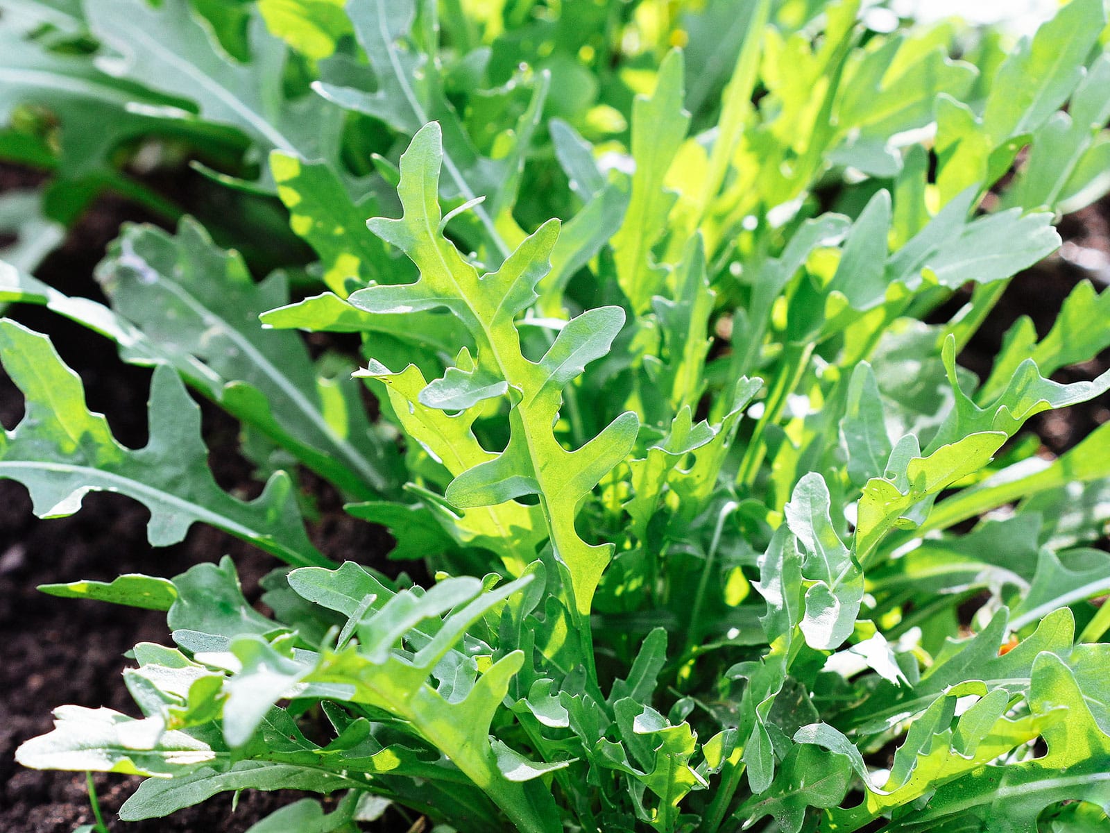 Arugula in a garden