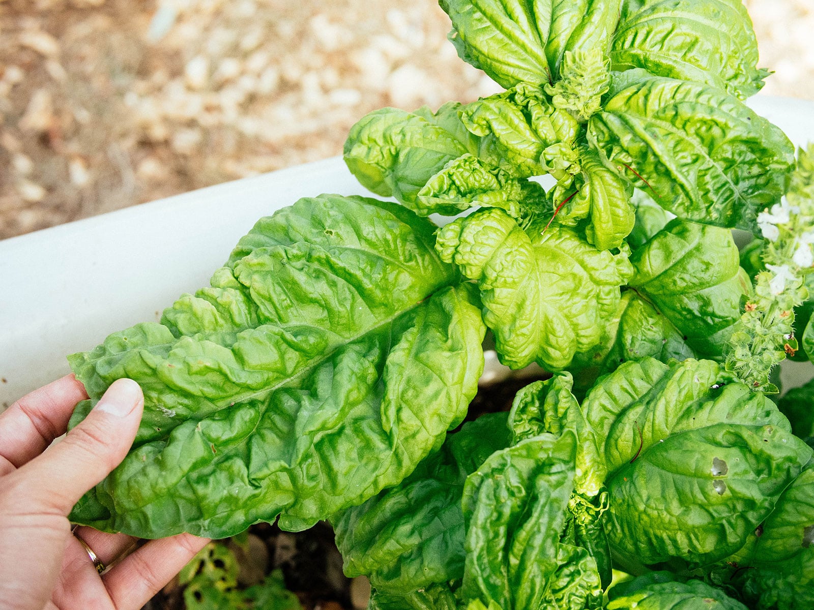 Hand holding a lettuce leaf basil plant