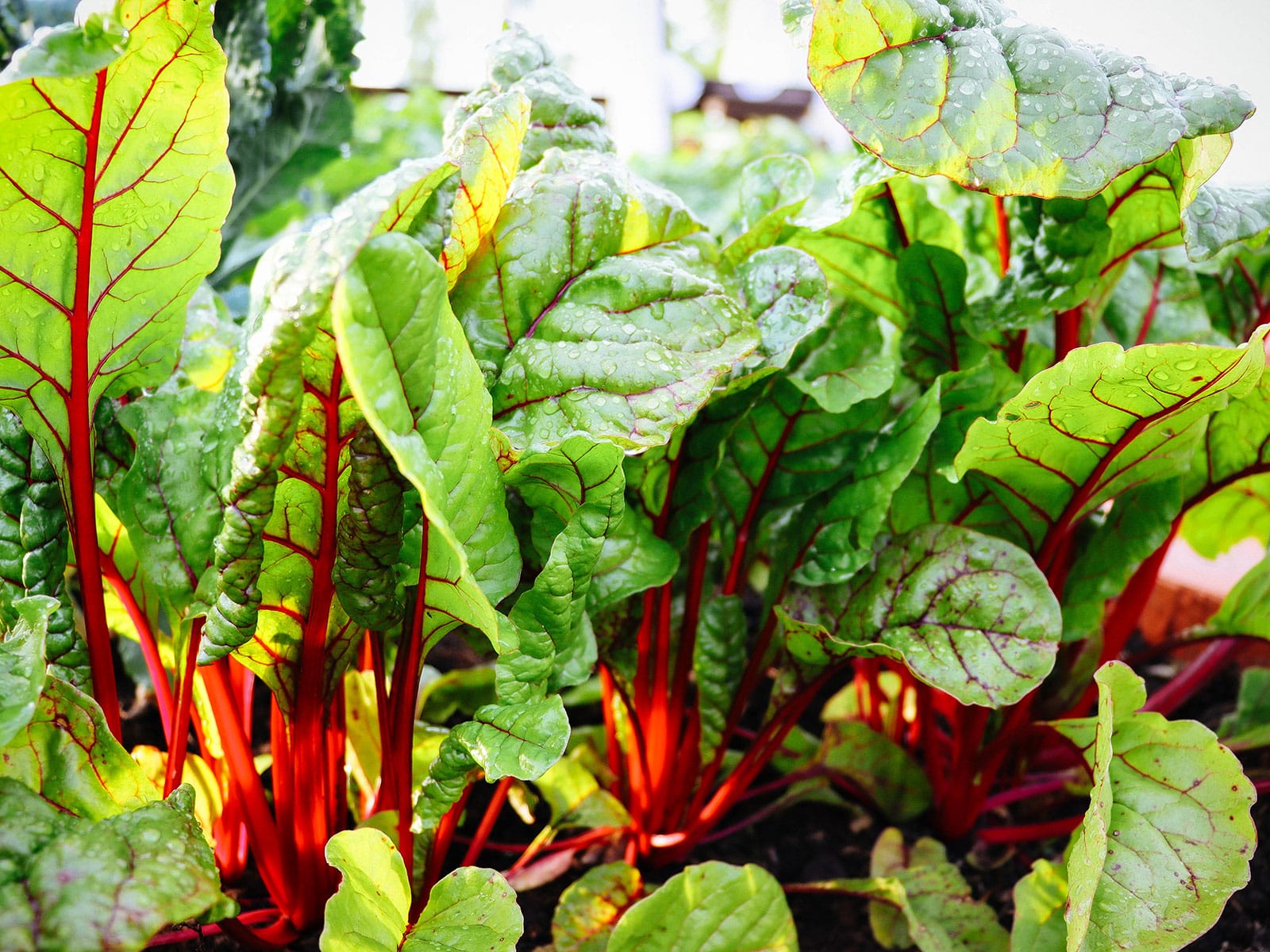 Swiss chard plants in a garden