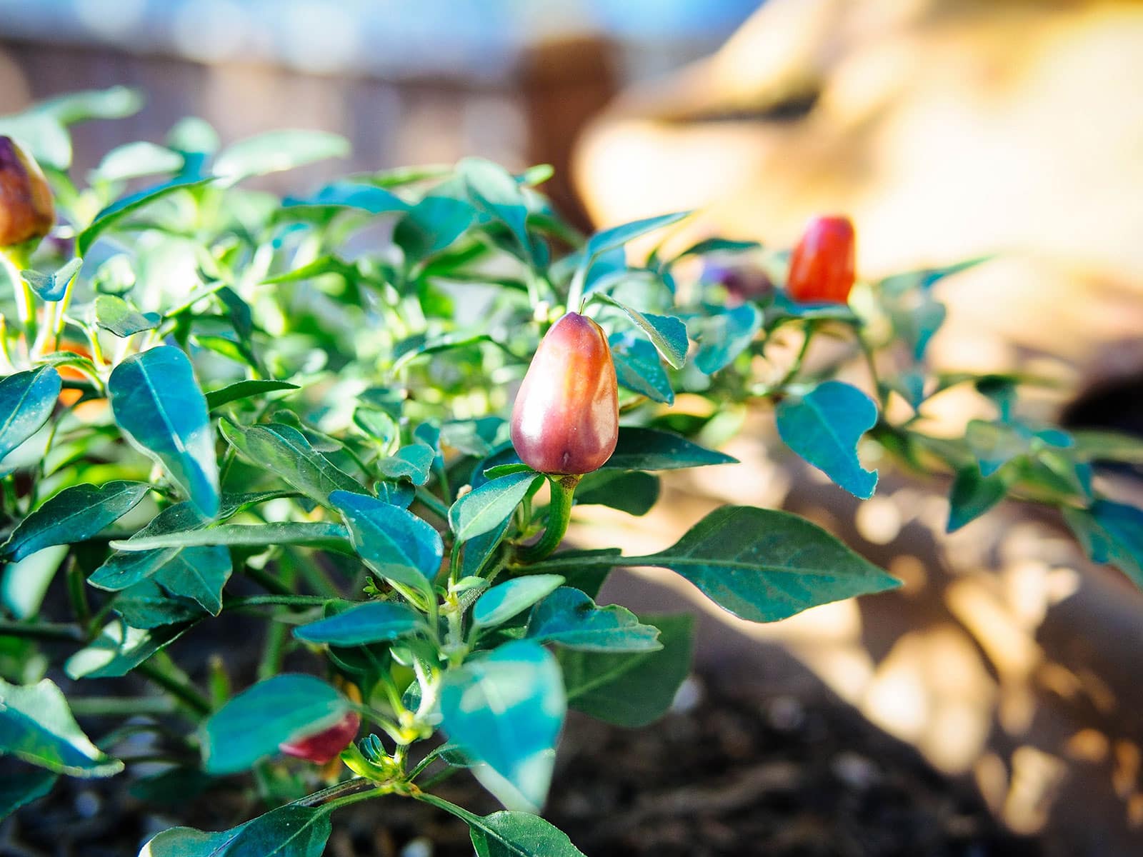 Chinese five-color chile pepper plant in a garden