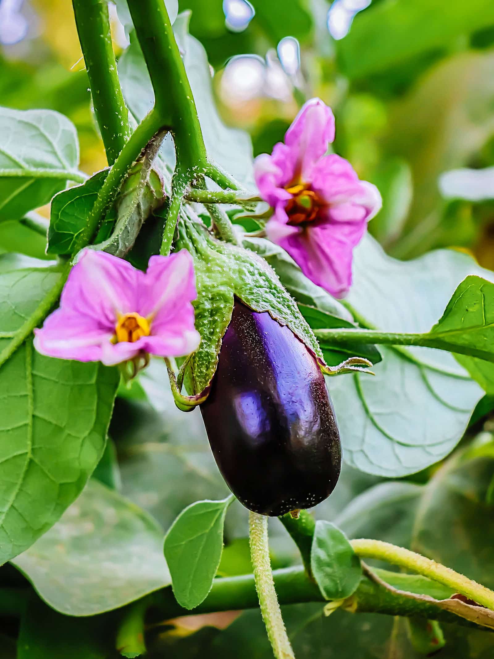 Purple eggplant in a garden