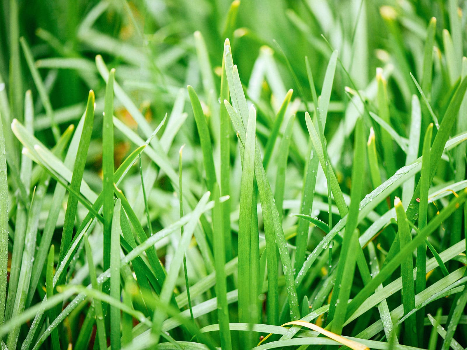 Garlic chives growing in a garden
