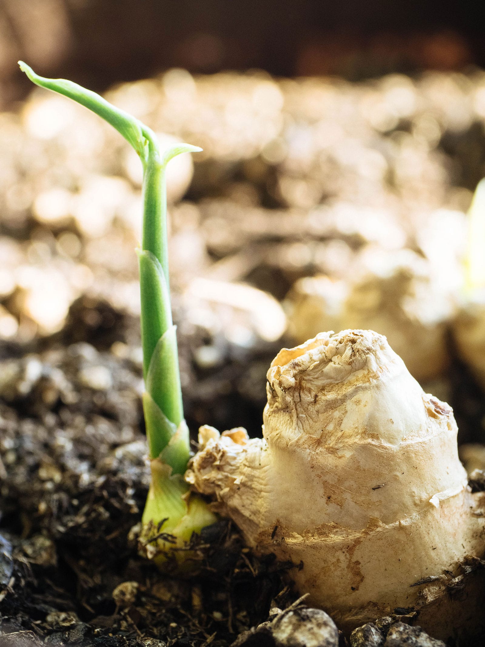 Green shoot emerging from a ginger rhizome in the soil