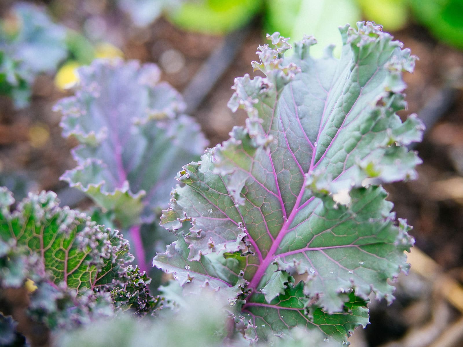 Kale plant in a garden
