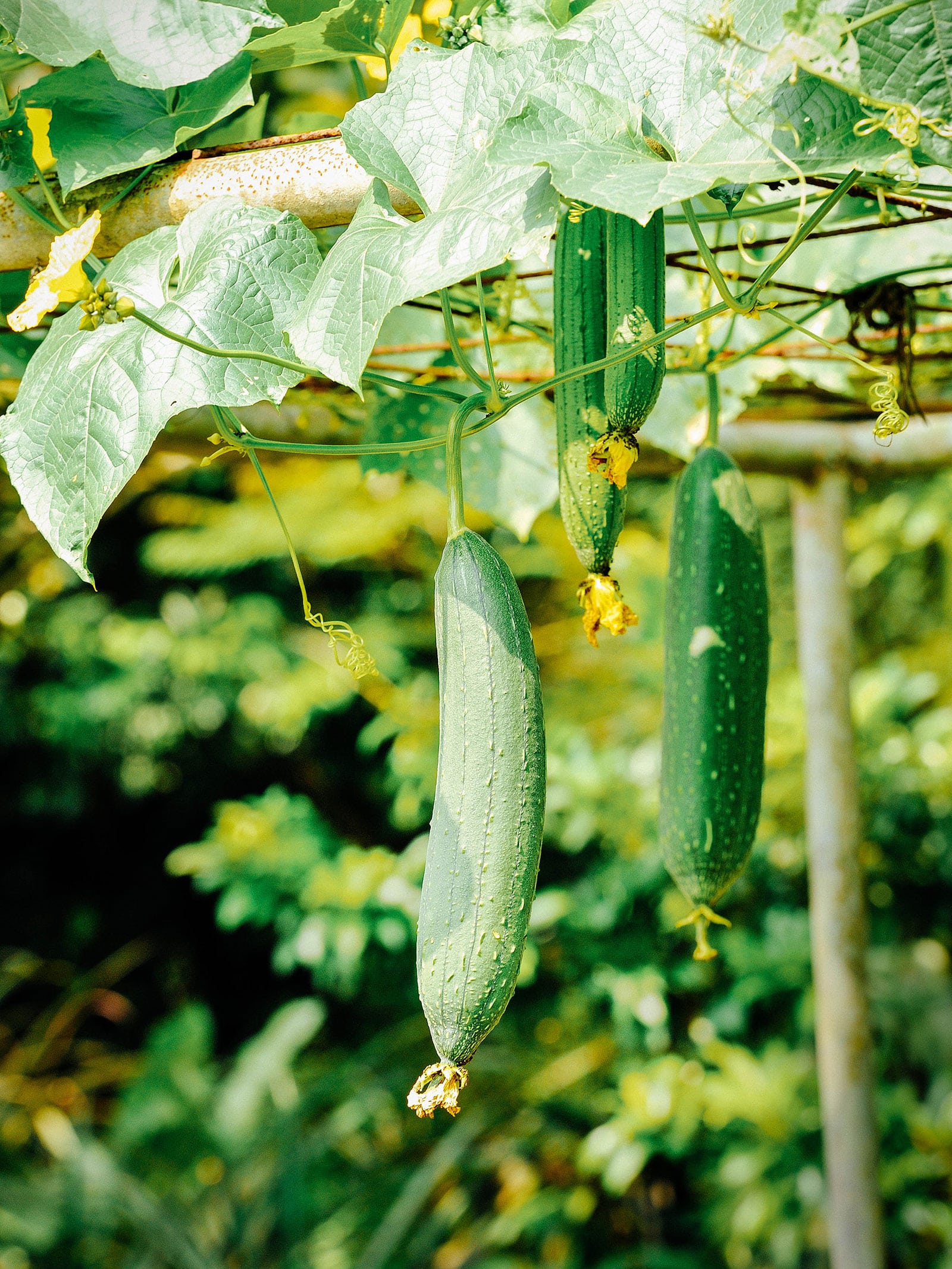 Luffa gourds growing on a trellis