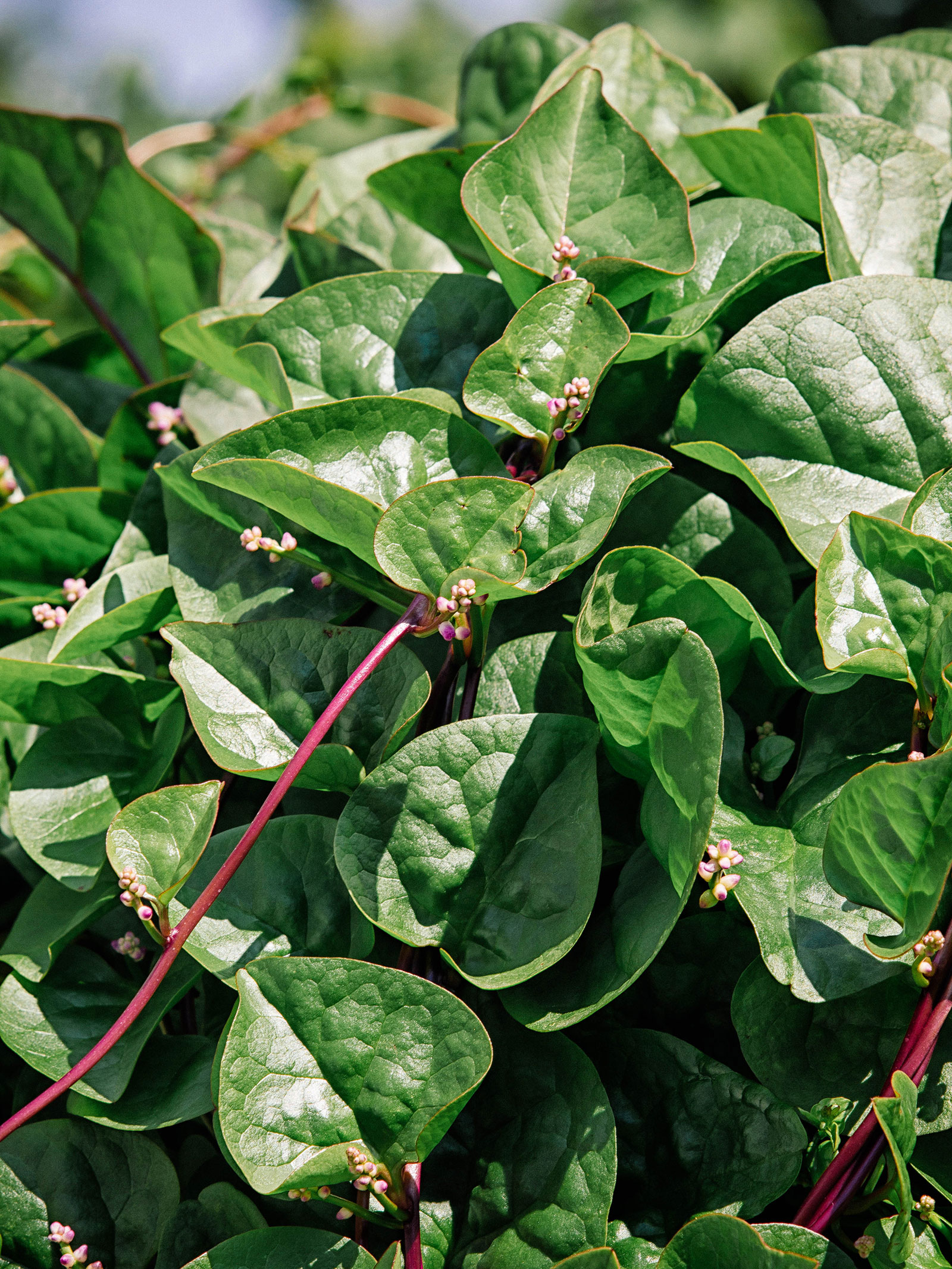Malabar spinach plant in a garden