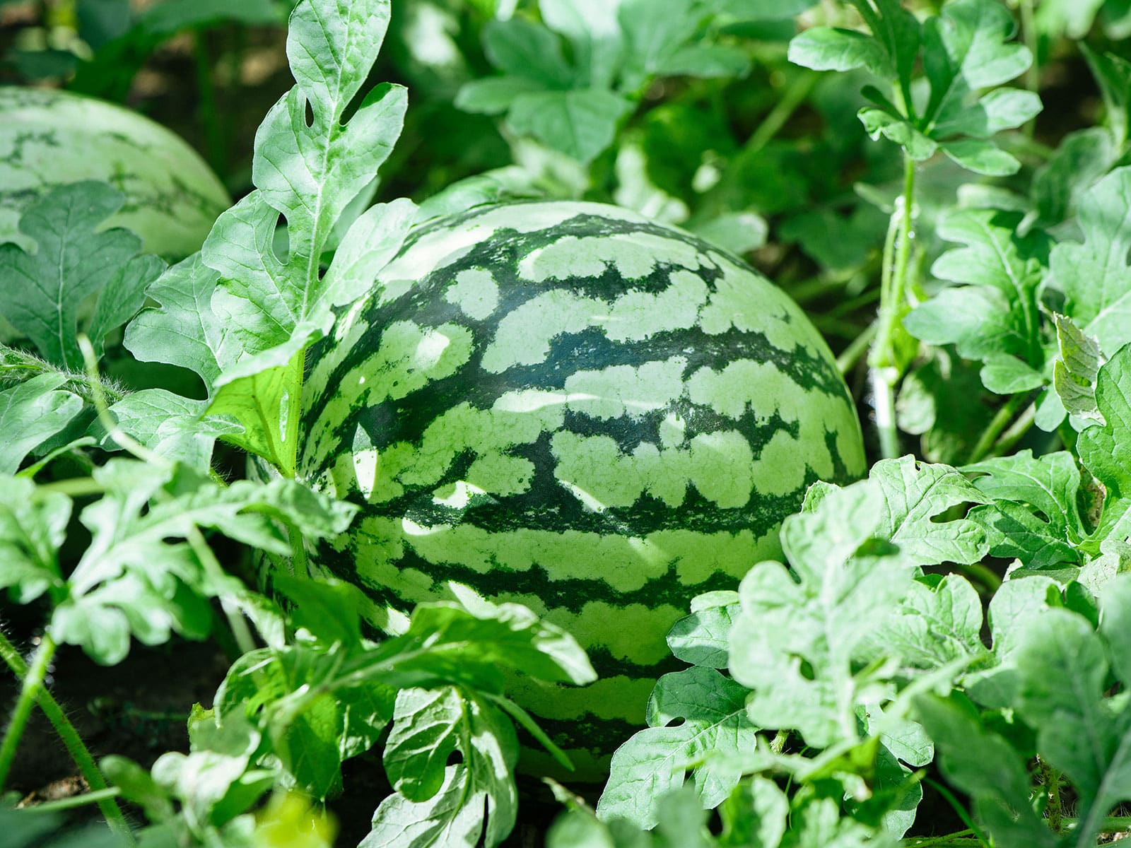 Watermelon plant in a garden