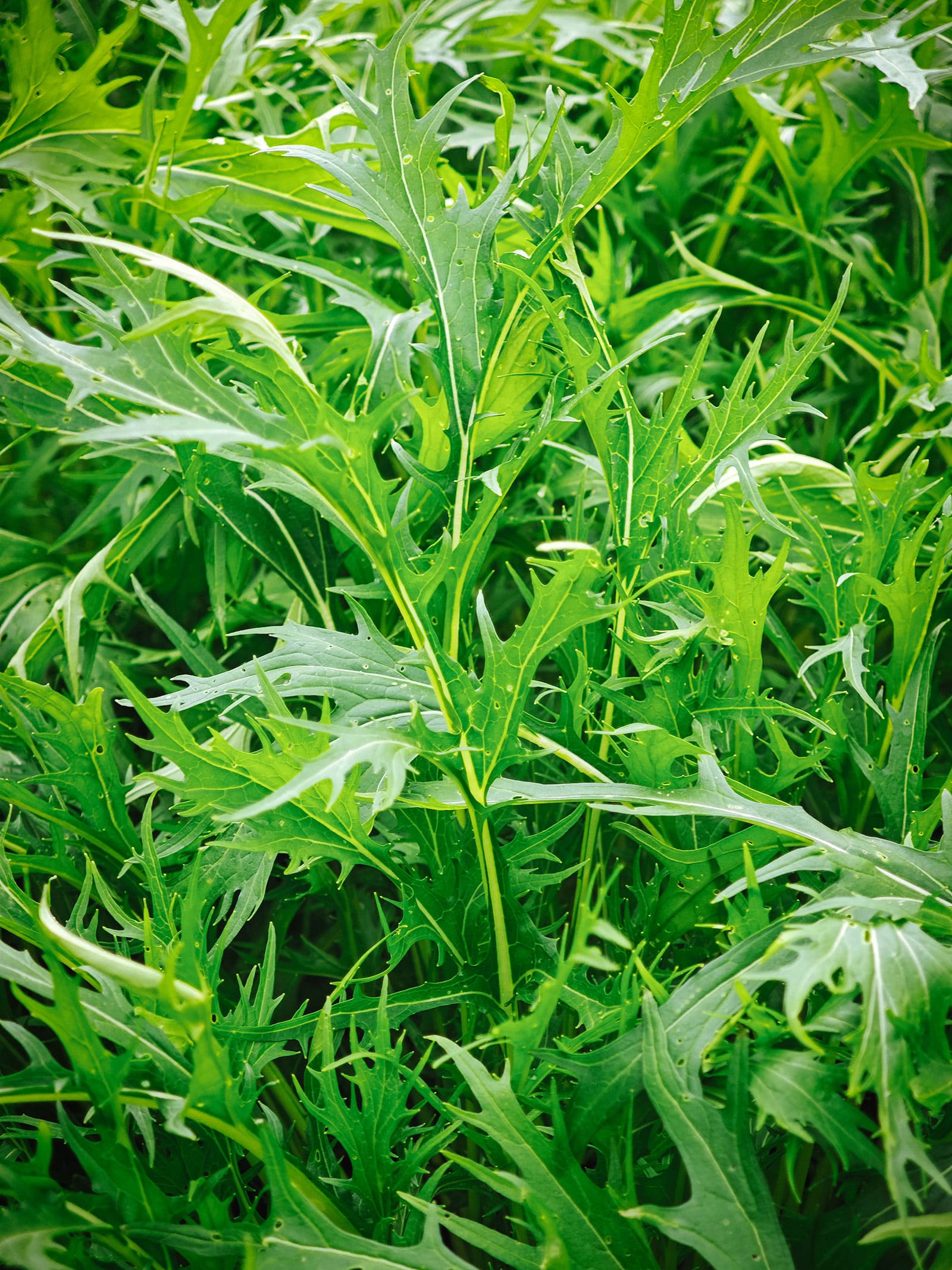 Mizuna plant in a garden