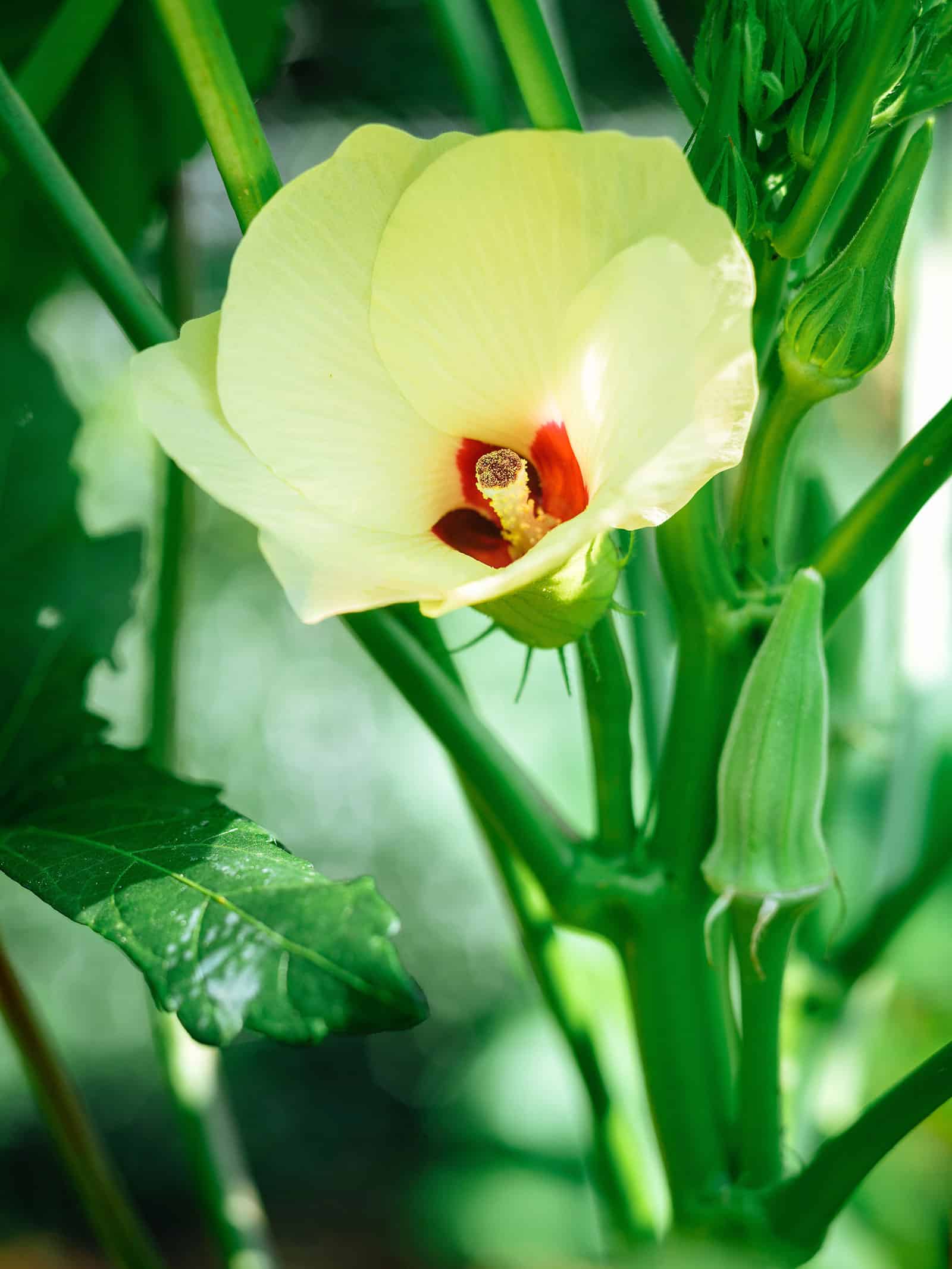 Okra in bloom in a garden