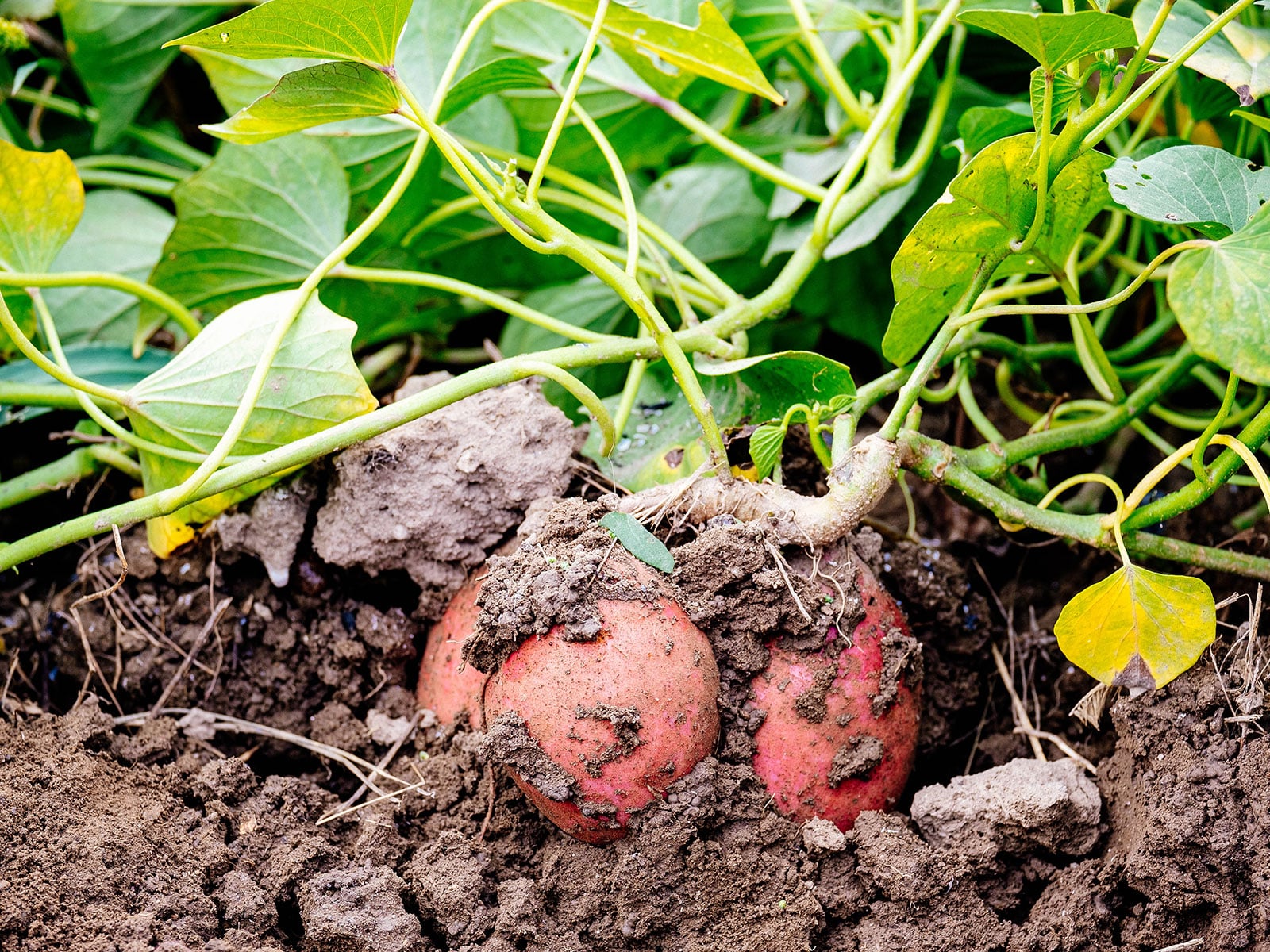 Sweet potatoes being dug out of the soil