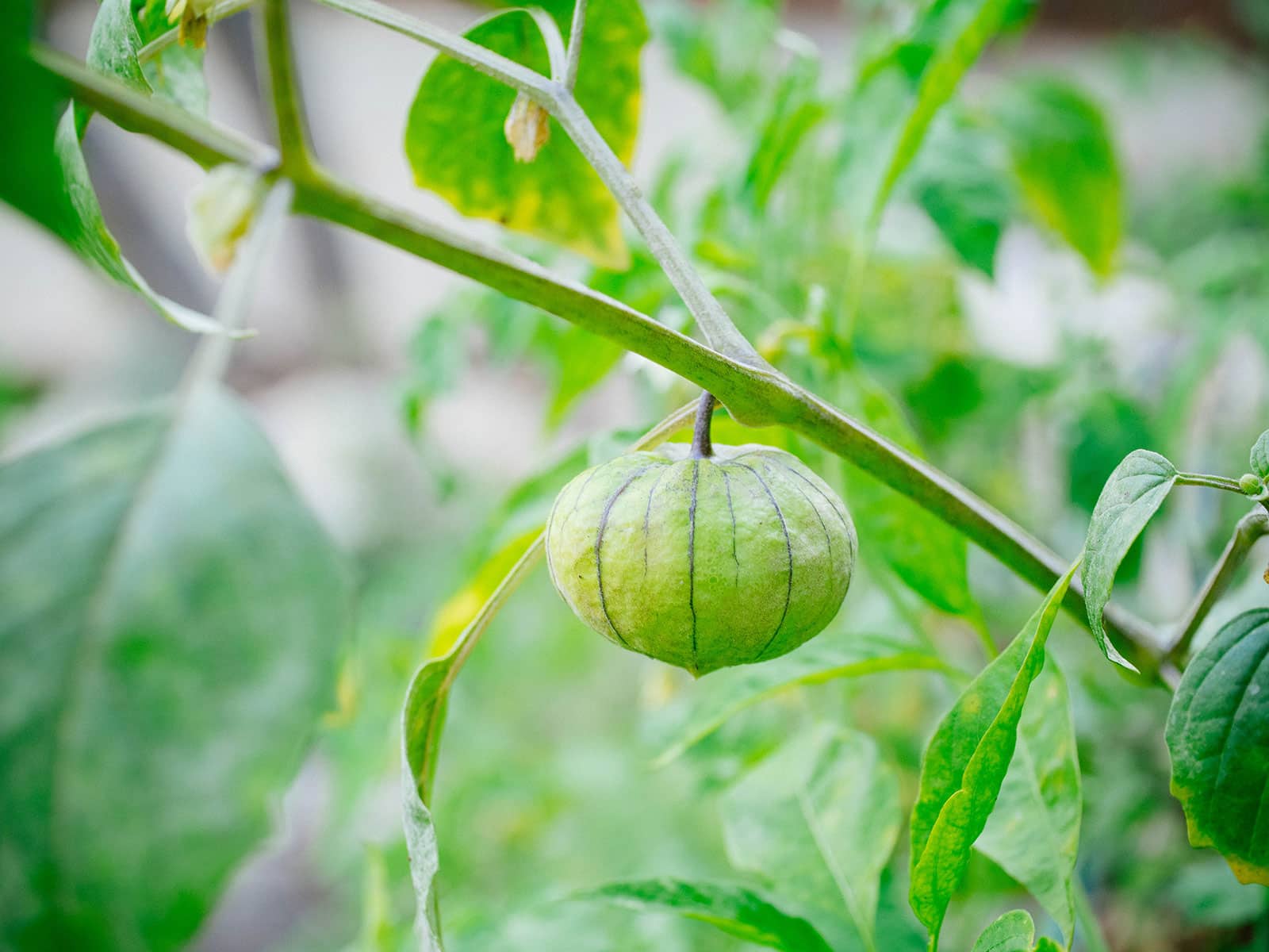 Tomatillo plant in a garden