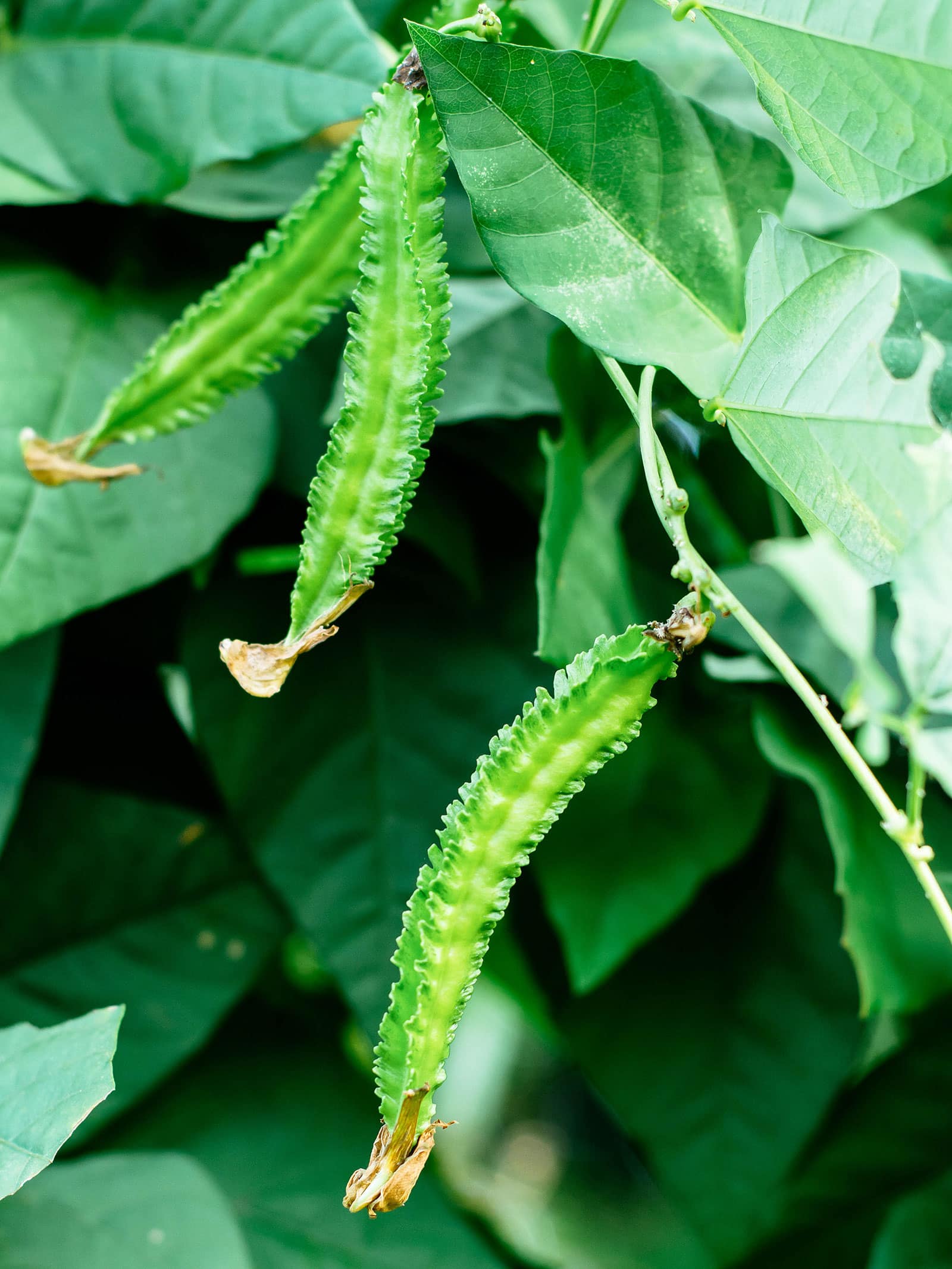 Winged beans on a vine