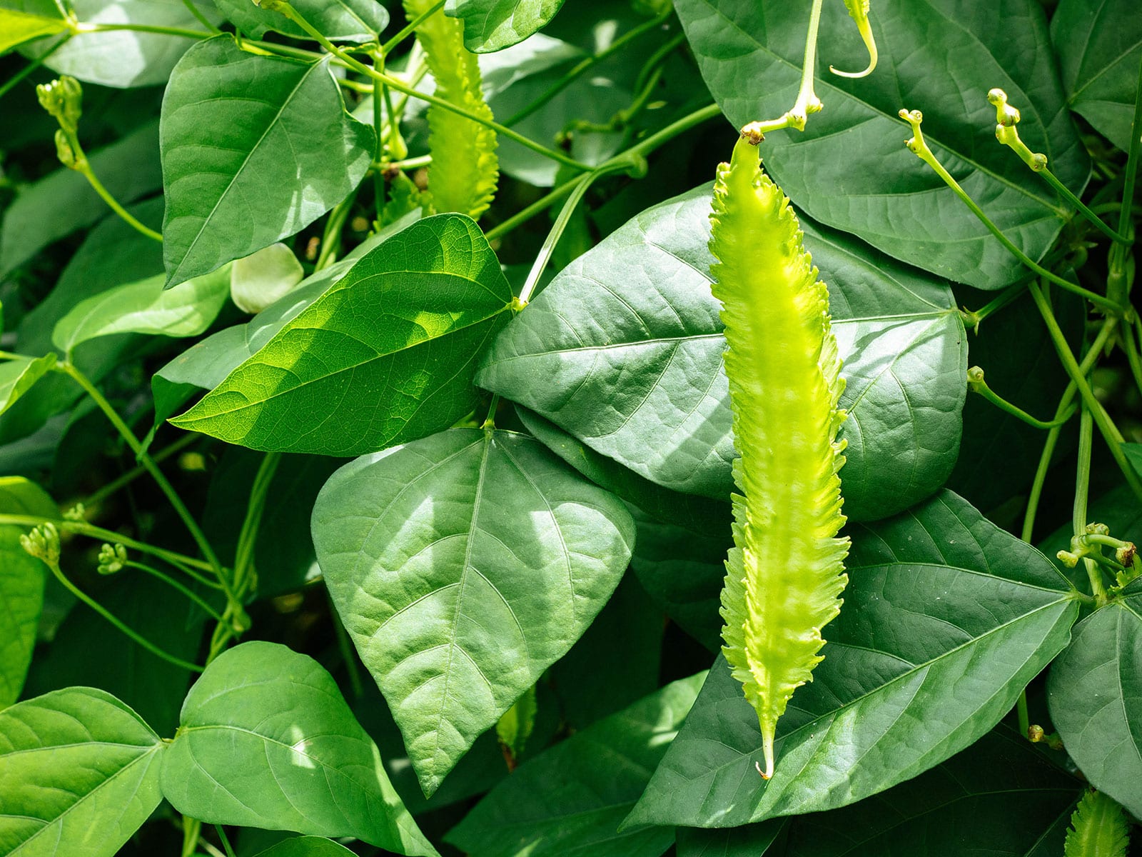Winged bean plant in a garden
