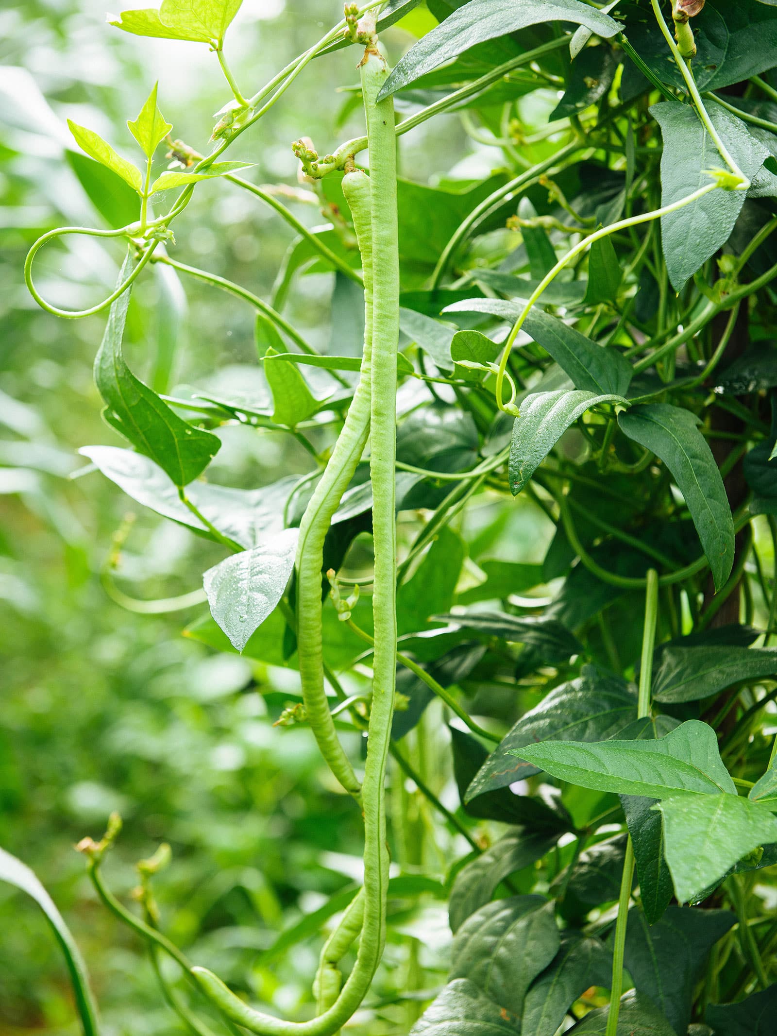 Green yardlong beans growing on vines