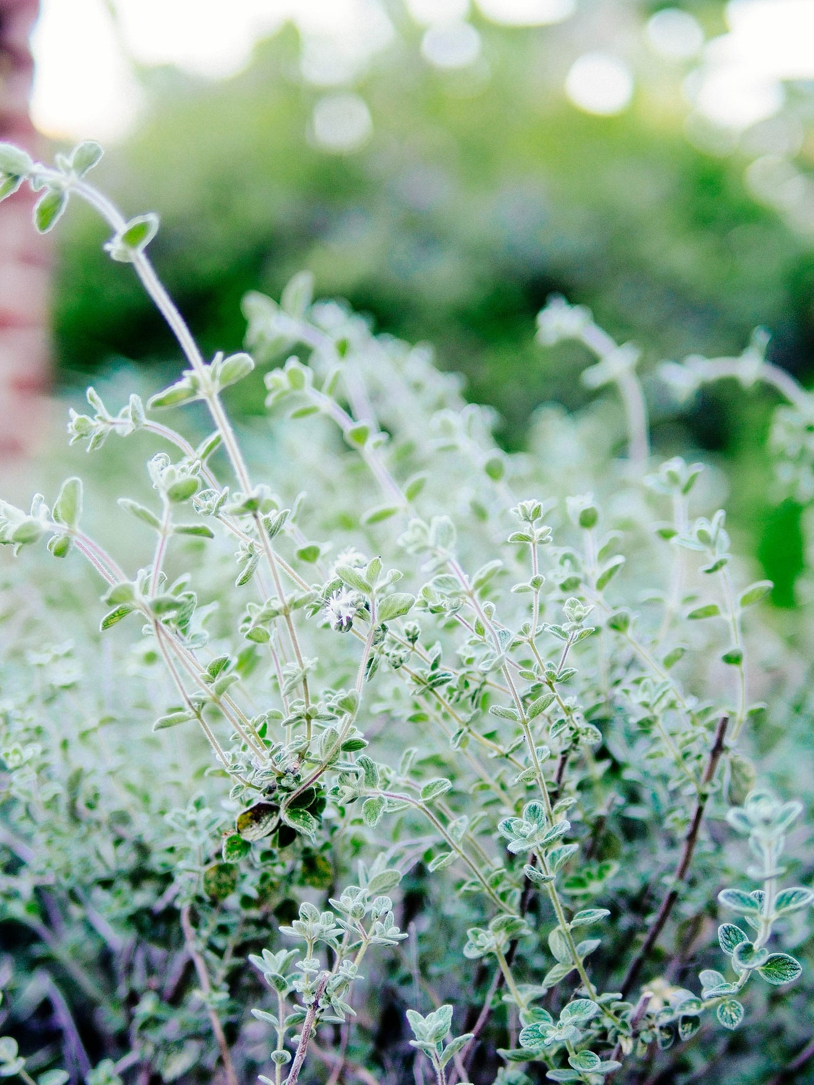 Wild zaatar oregano in a garden