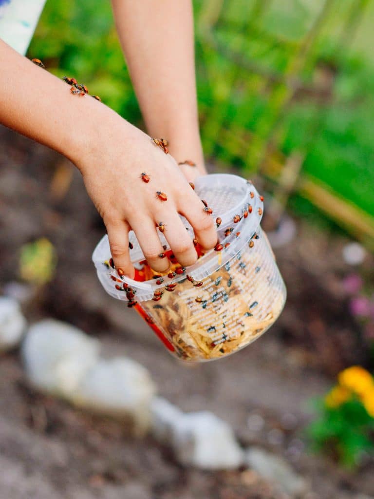 Hand opening a container of live ladybugs to release into a garden, with more ladybugs crawling up the arm