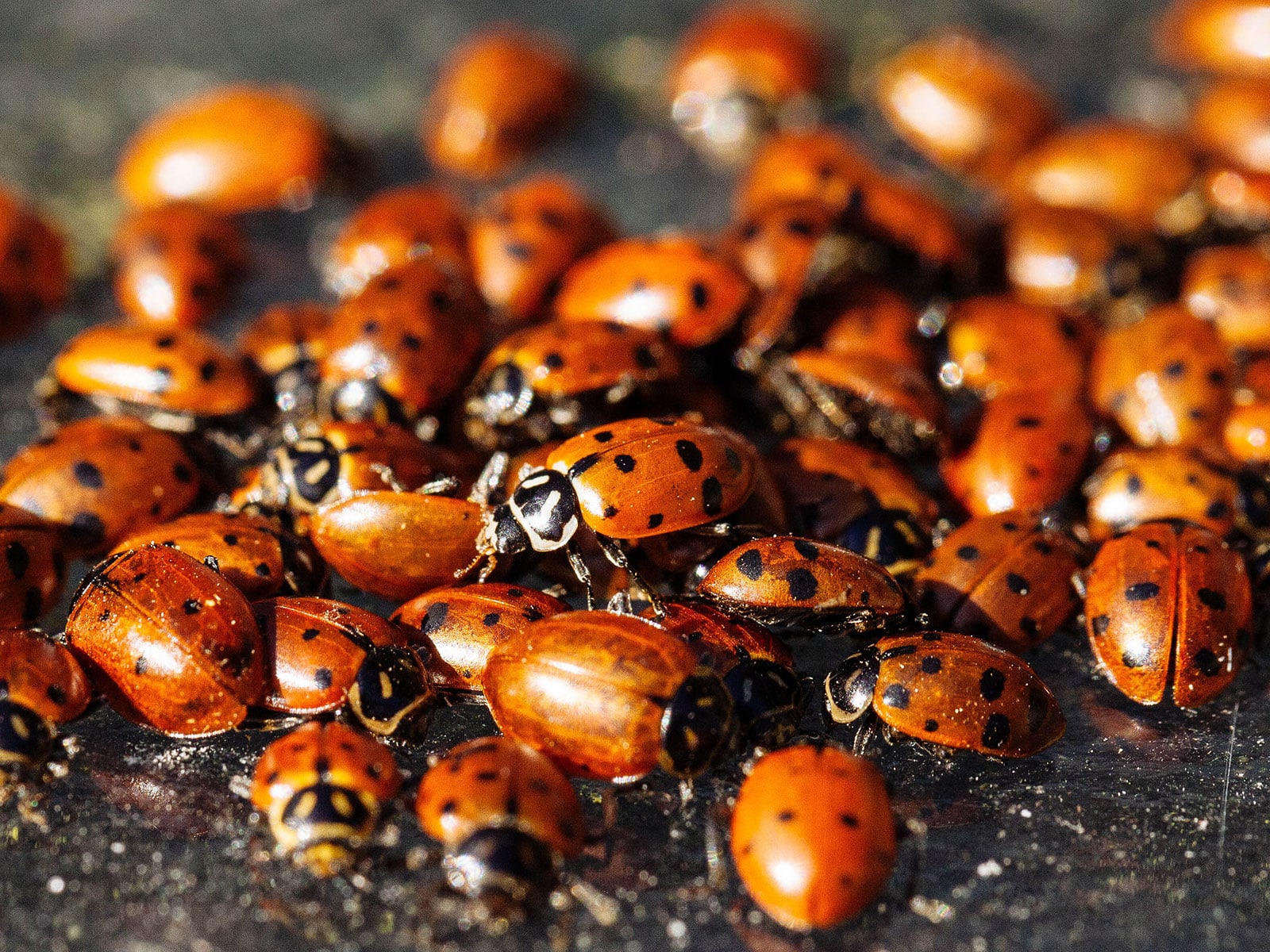 A cluster of convergent lady beetles in hibernation