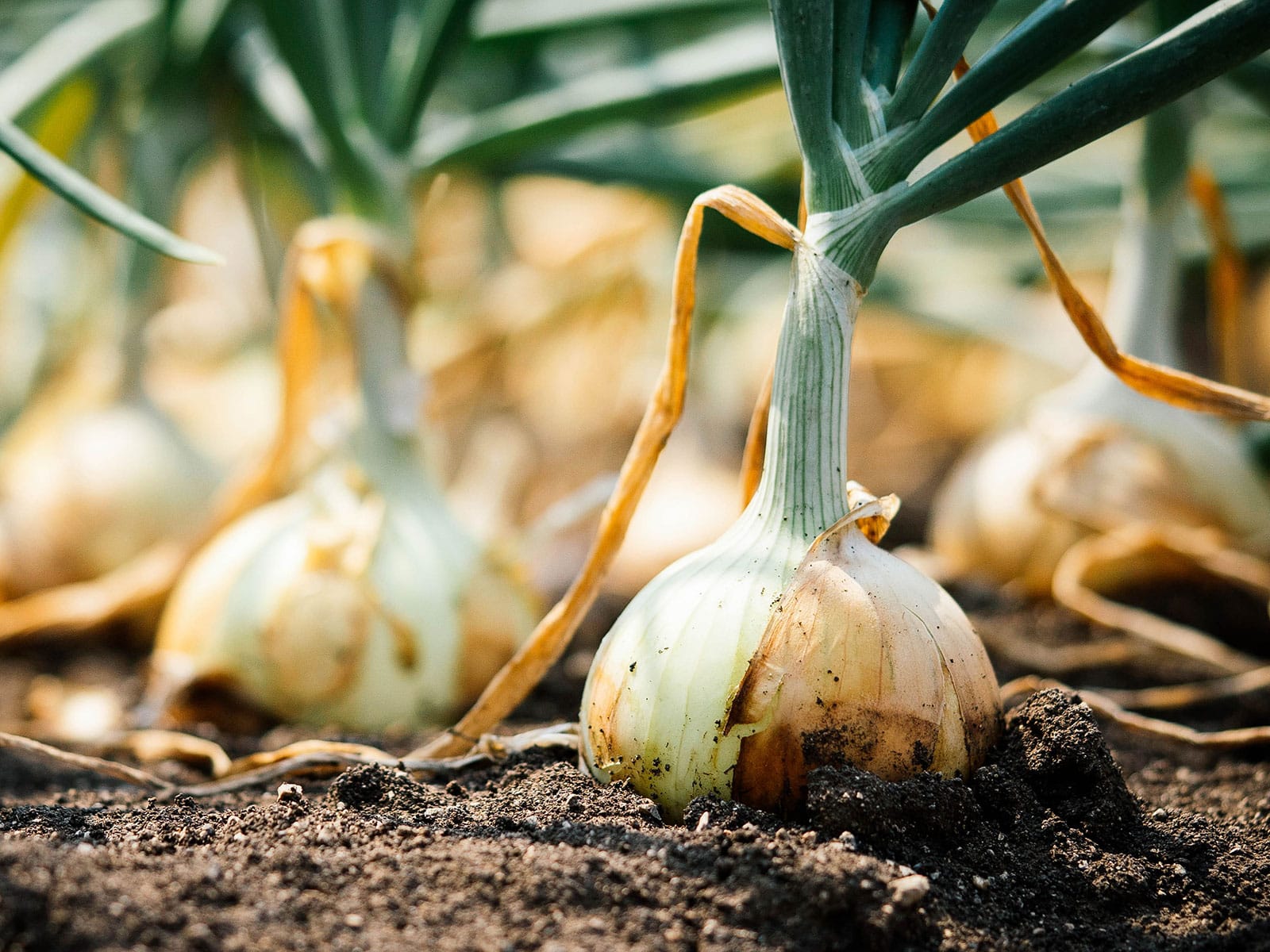 Mature onion plants in the soil