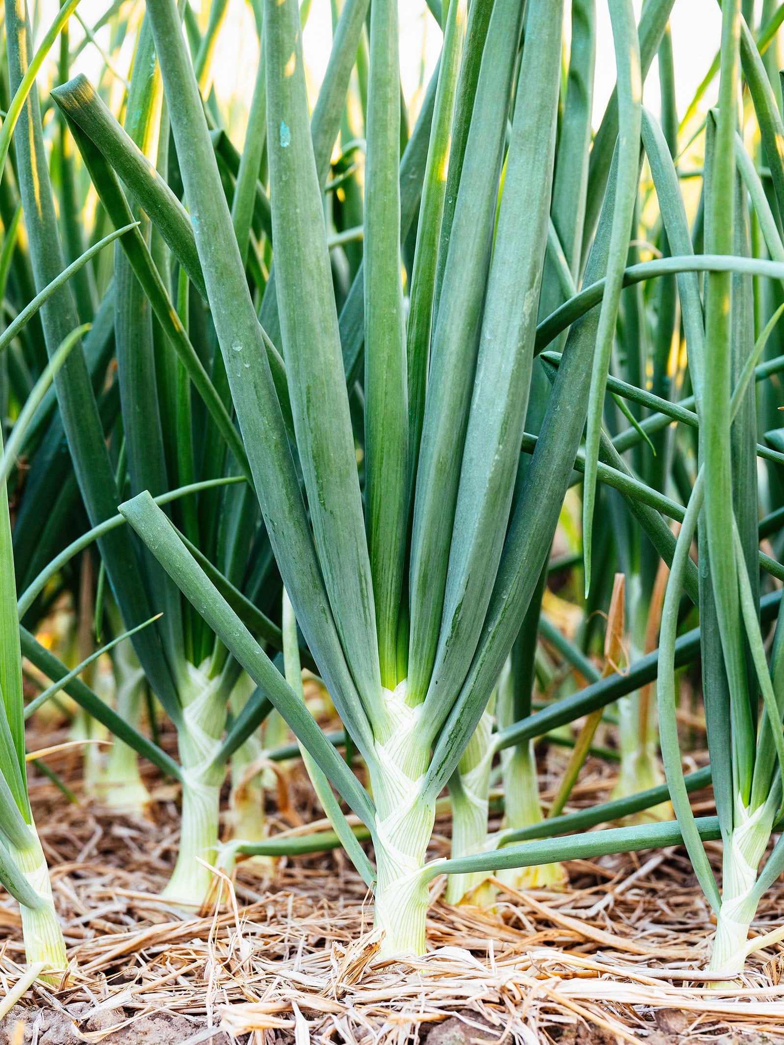 Large onion plants in the garden with upright green leaves
