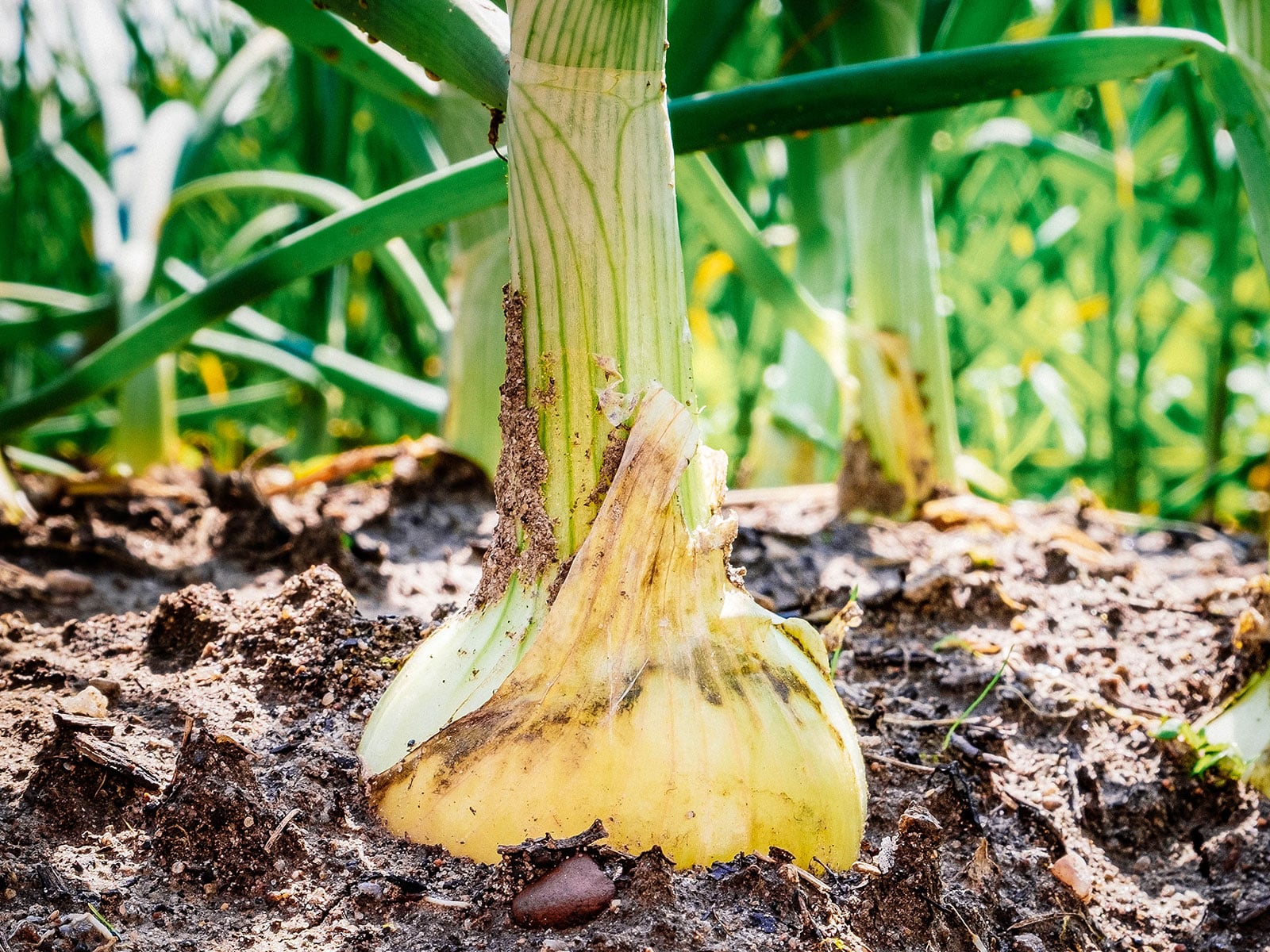 Mature onion plant in the garden