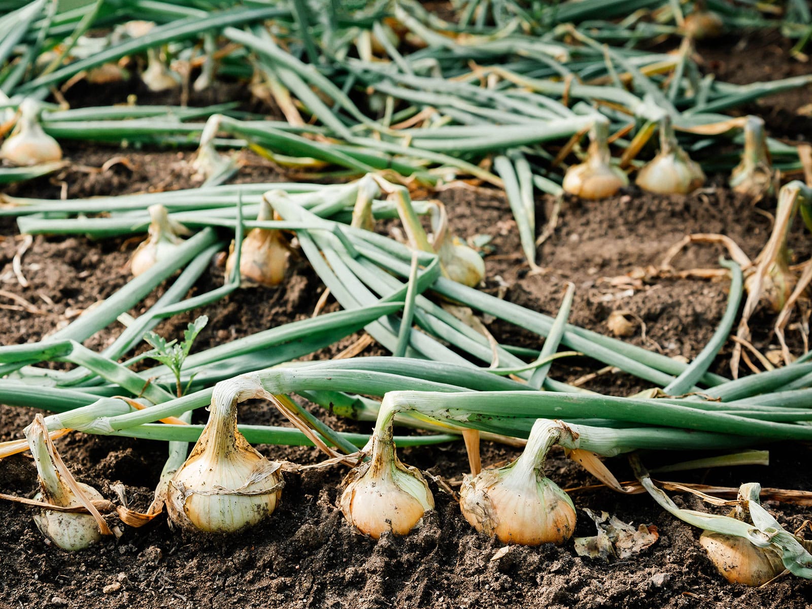 A patch of mature onions with leaves falling over in the garden