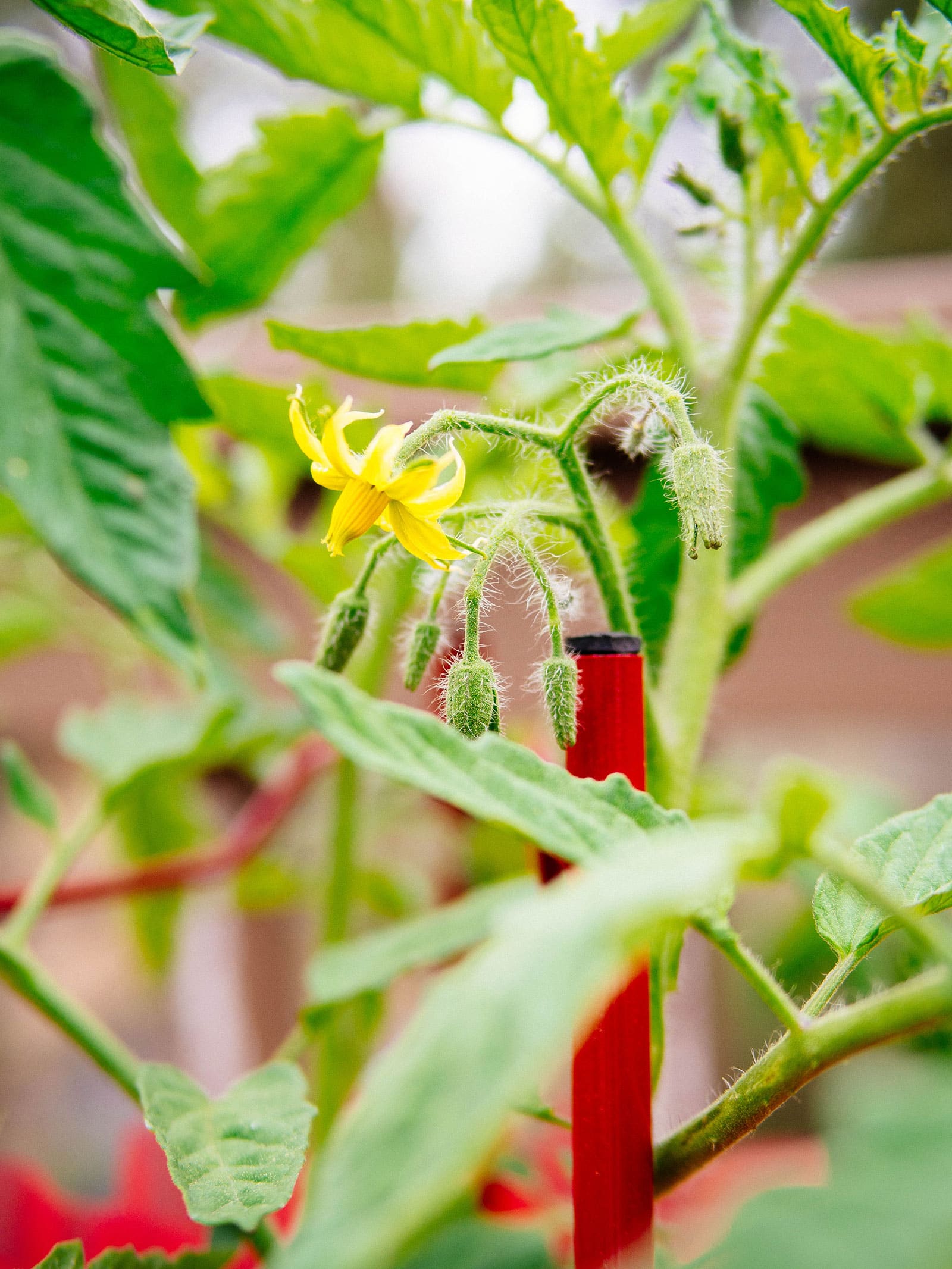 Yellow flower on a tomato plant supported by a red trellis