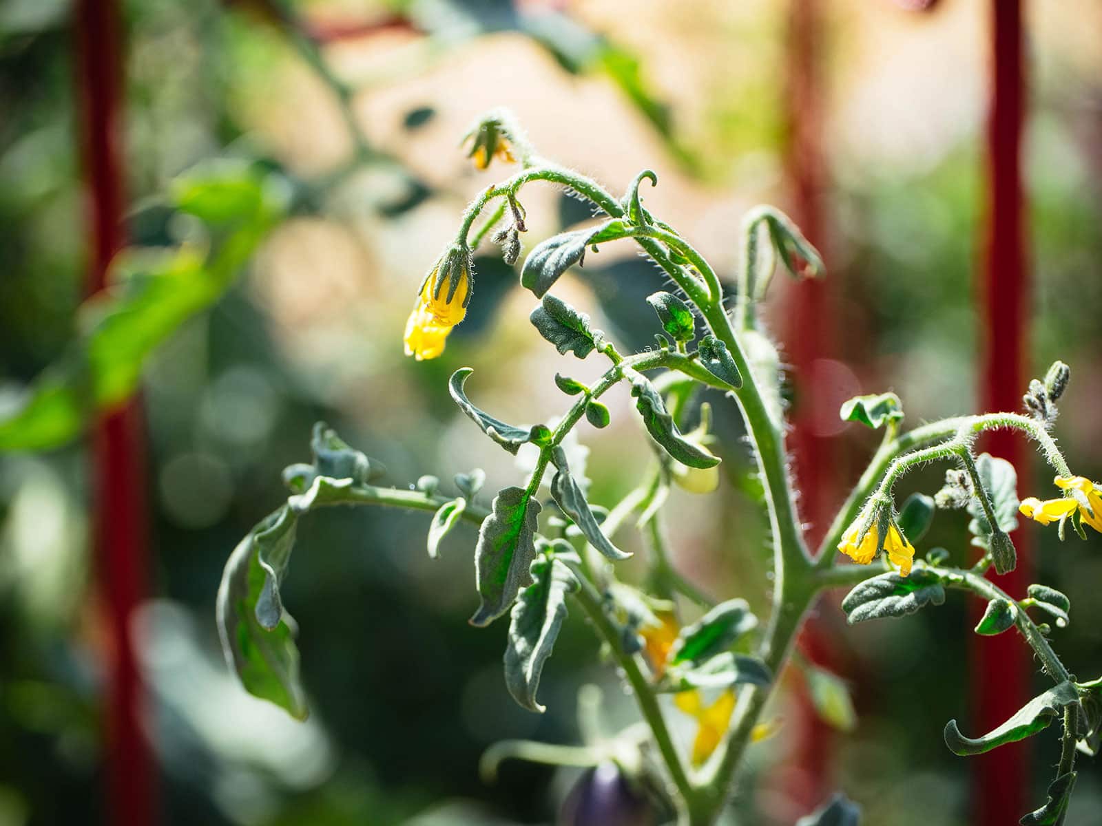 Yellow flowers on a tomato plant