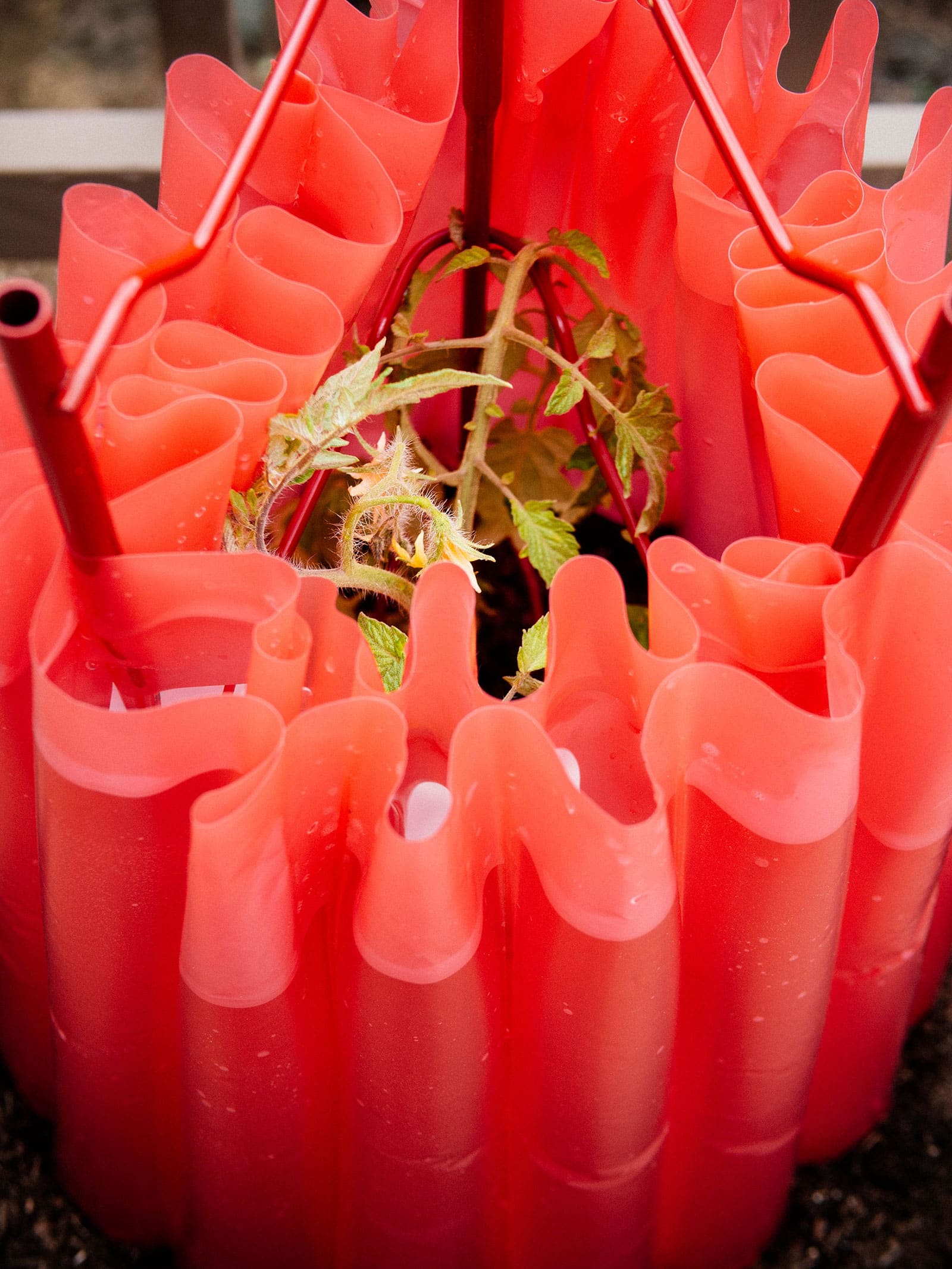 A water-filled tomato teepee protecting a plant inside from frost
