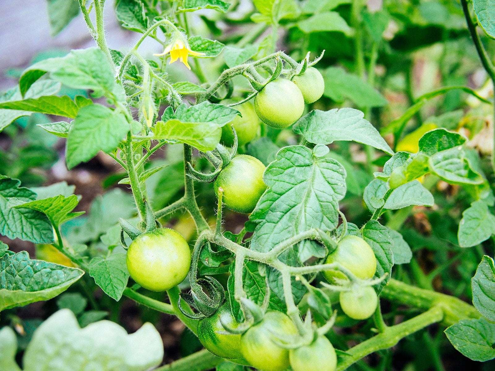Immature cherry tomatoes on a vine