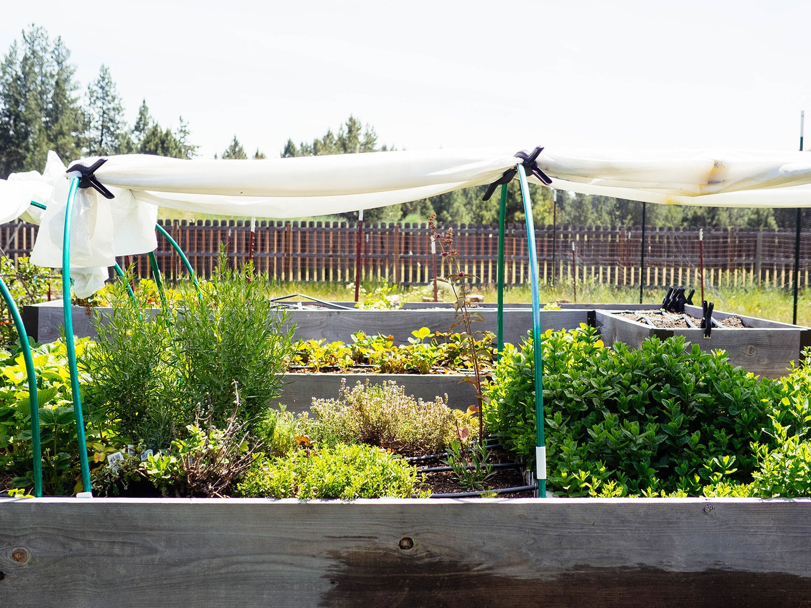 White frost cover clipped to the top of a low tunnel and used as shade cloth over an herb bed in a garden
