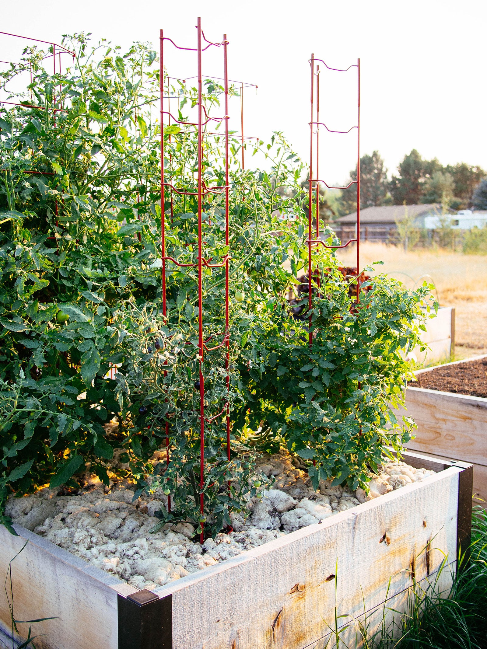 Tomato plants growing up red wire trellises in a raised bed covered in sheep wool mulch