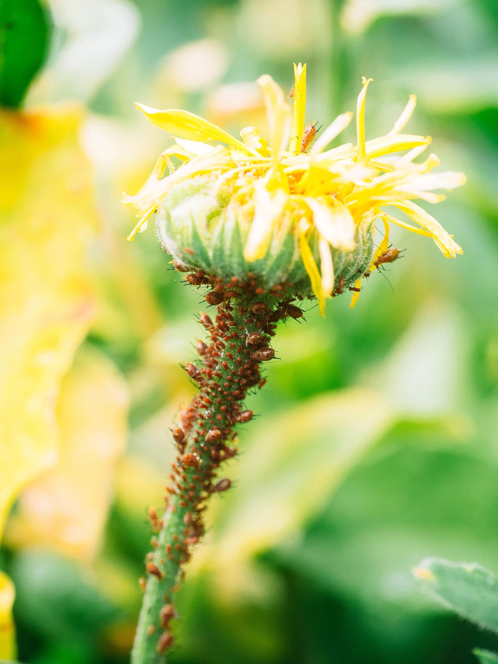 Red aphids attacking a calendula flower stem