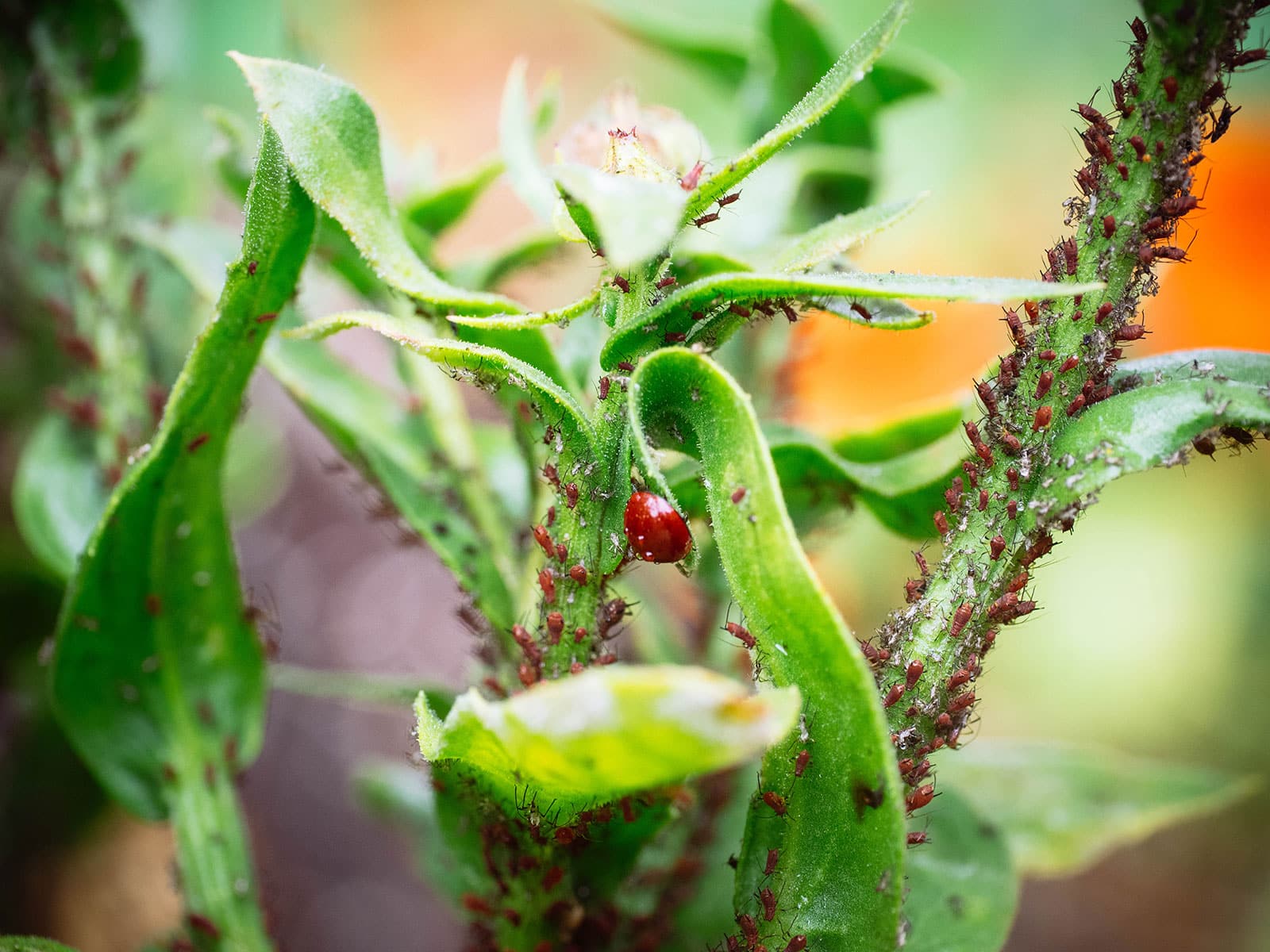 A ladybug consuming aphids on a calendula plant