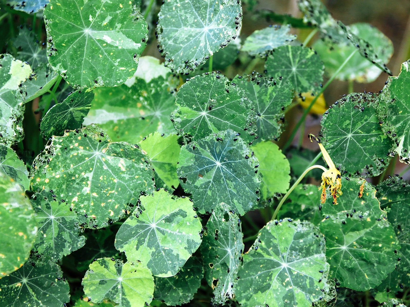 Variegated nasturtium leaves infested with flea beetles