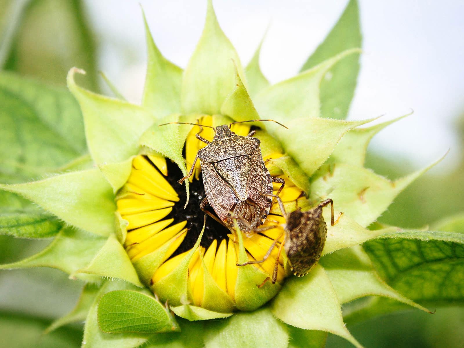 Two stink bugs on a sunflower head