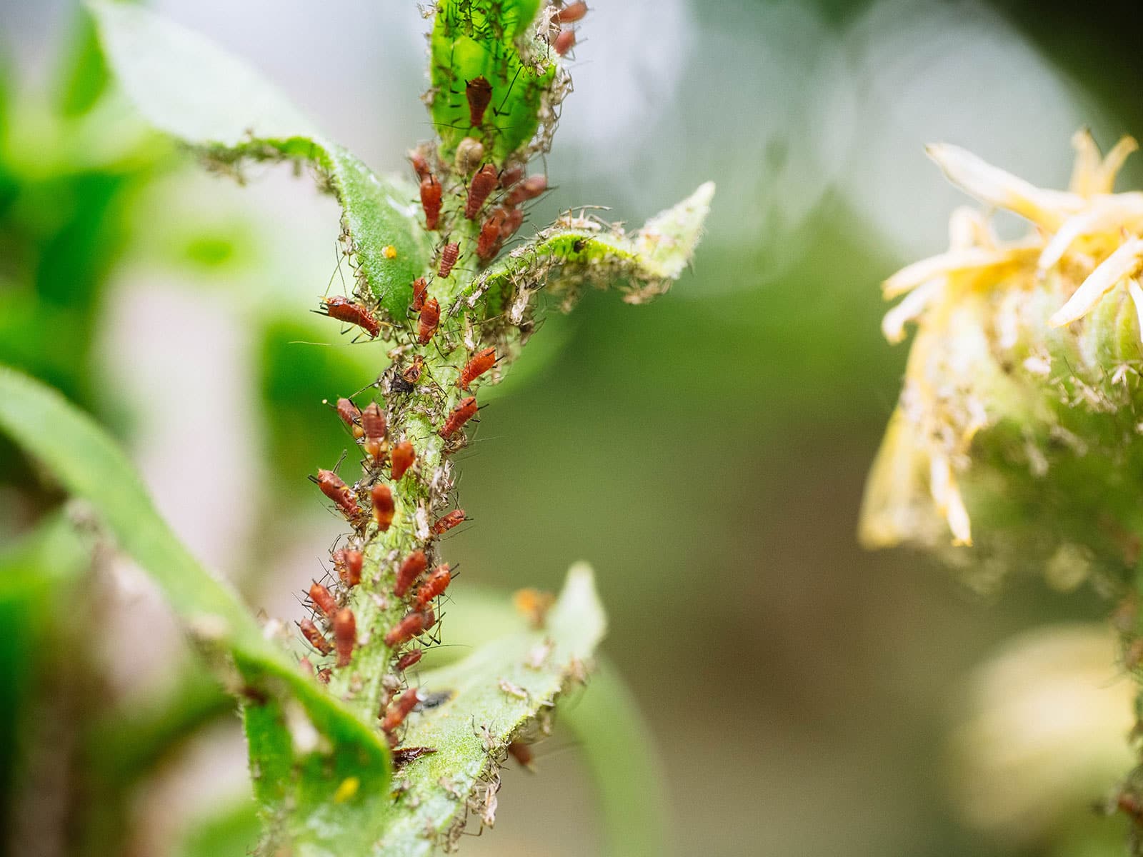 Red aphids infesting a calendula stem
