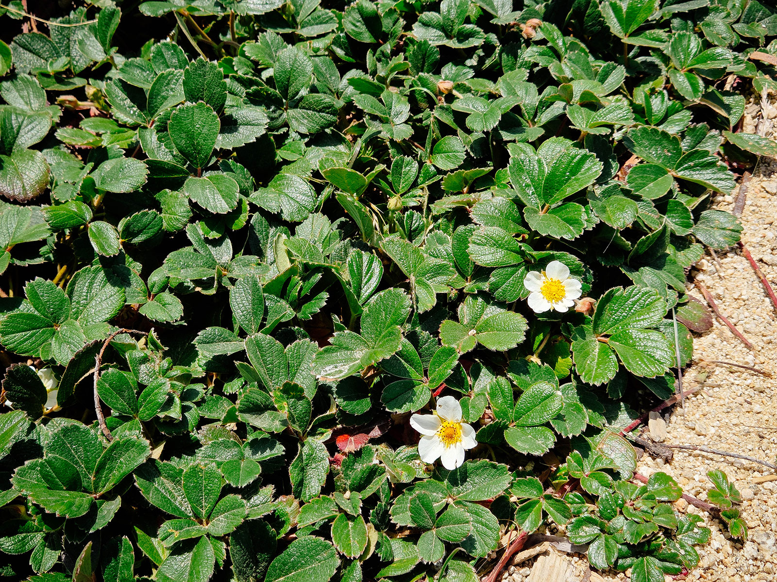 Beach strawberry ground cover