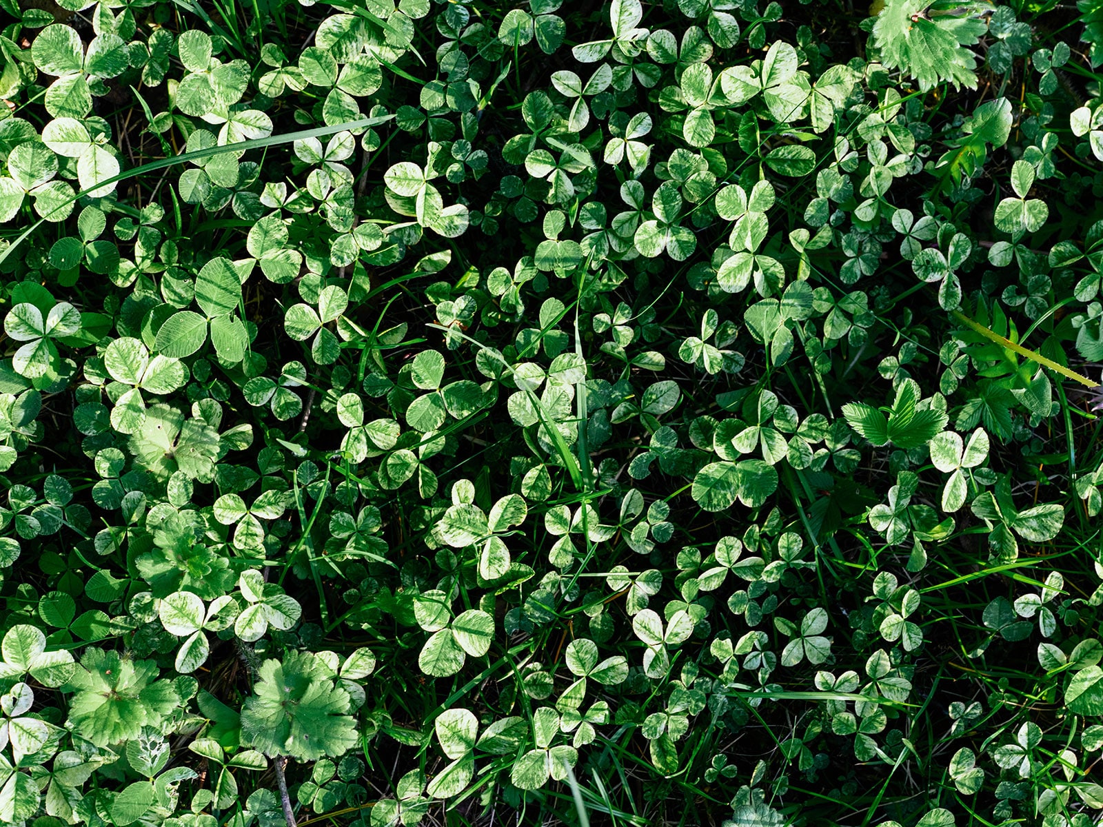Miniclover ground cover