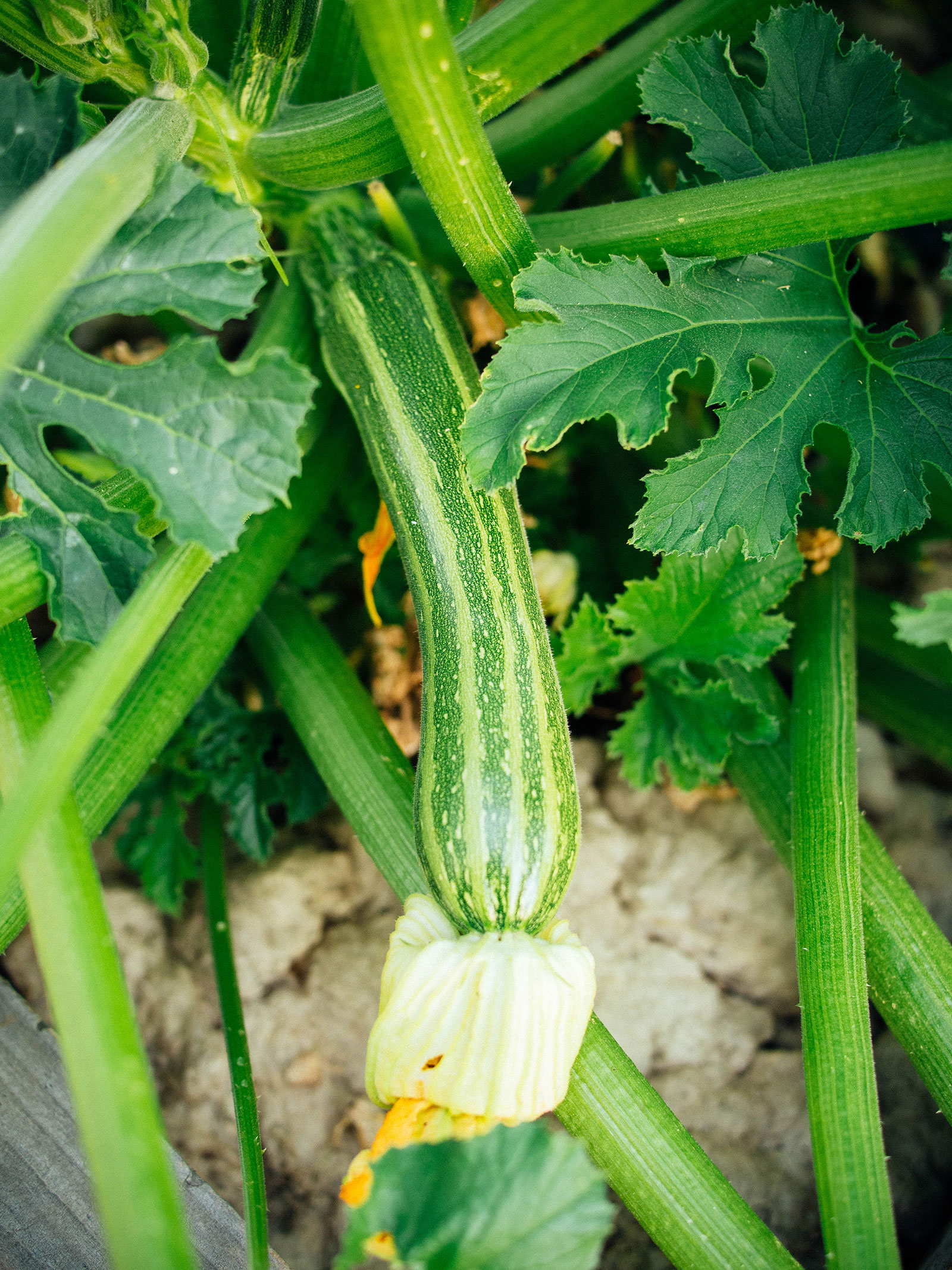 Striped zucchini in the garden