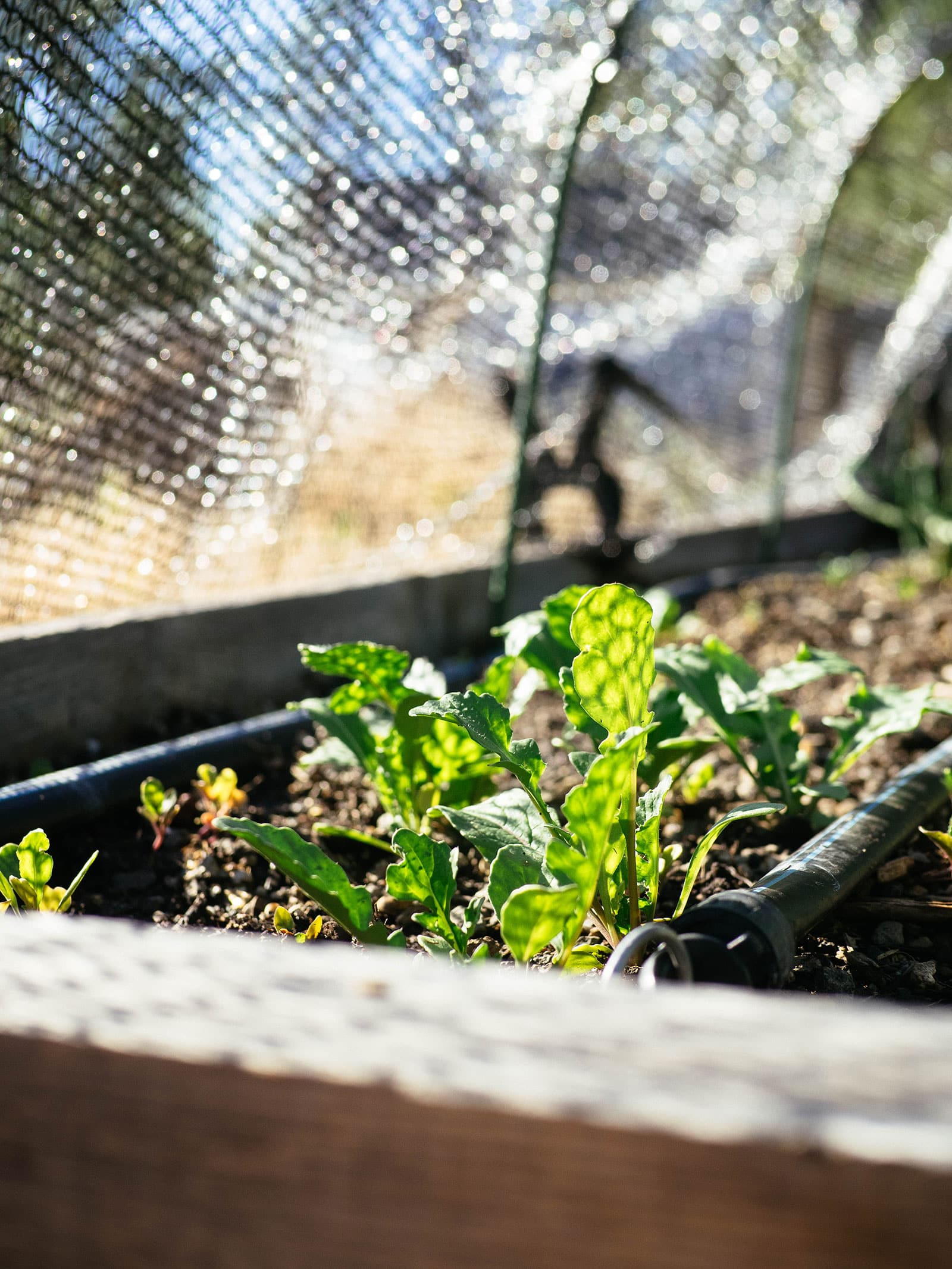Mustard seedlings growing under shade cloth in a garden bed