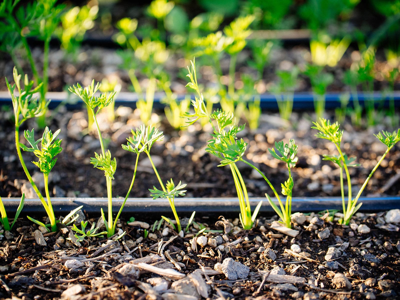 Carrot seedlings growing along a drip irrigation line
