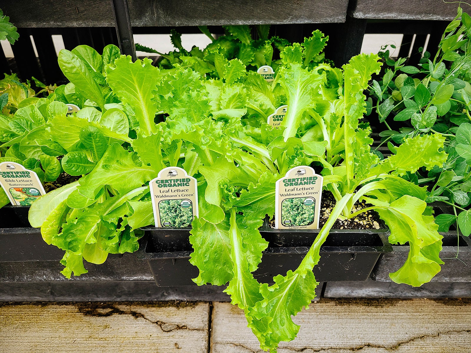 A tray of lettuce starts in a garden center