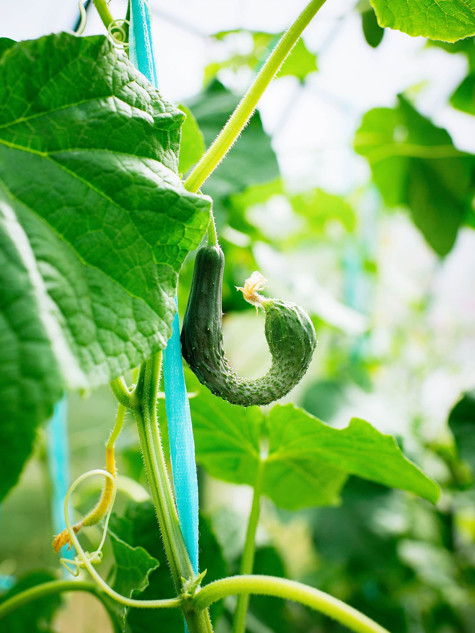 Deformed cucumber growing on a vine