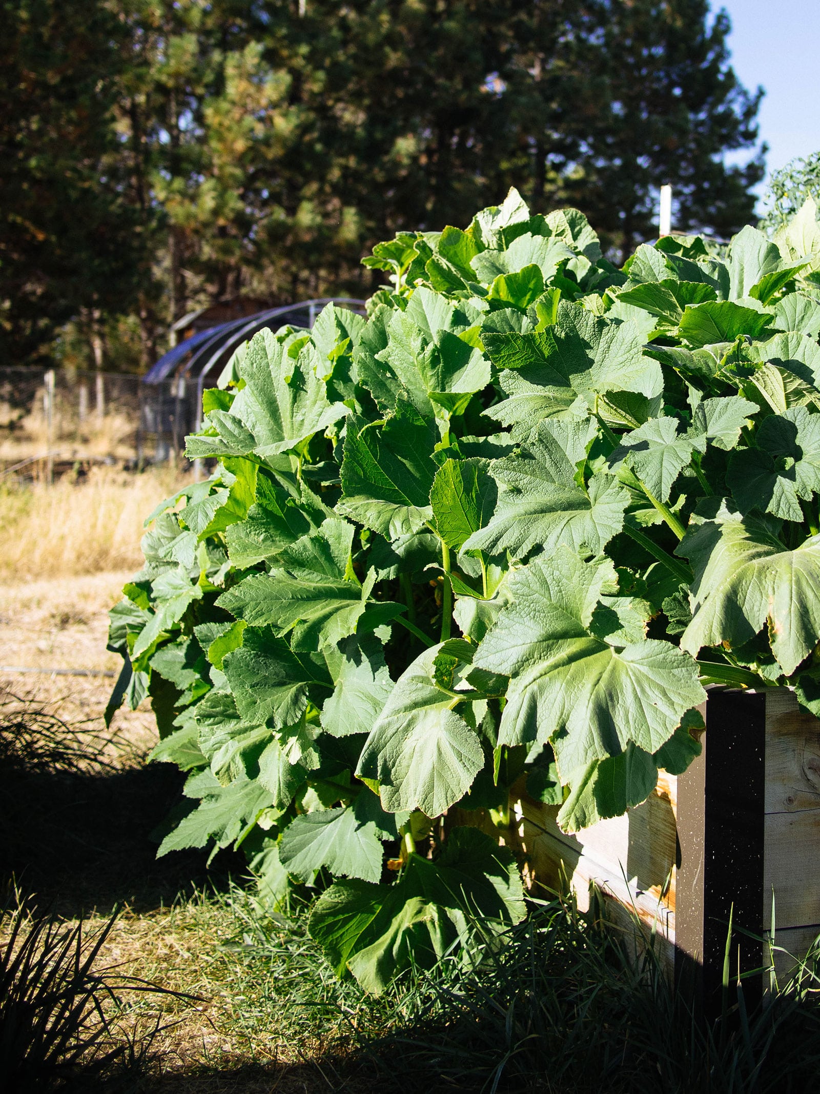 Large squash plant in a garden