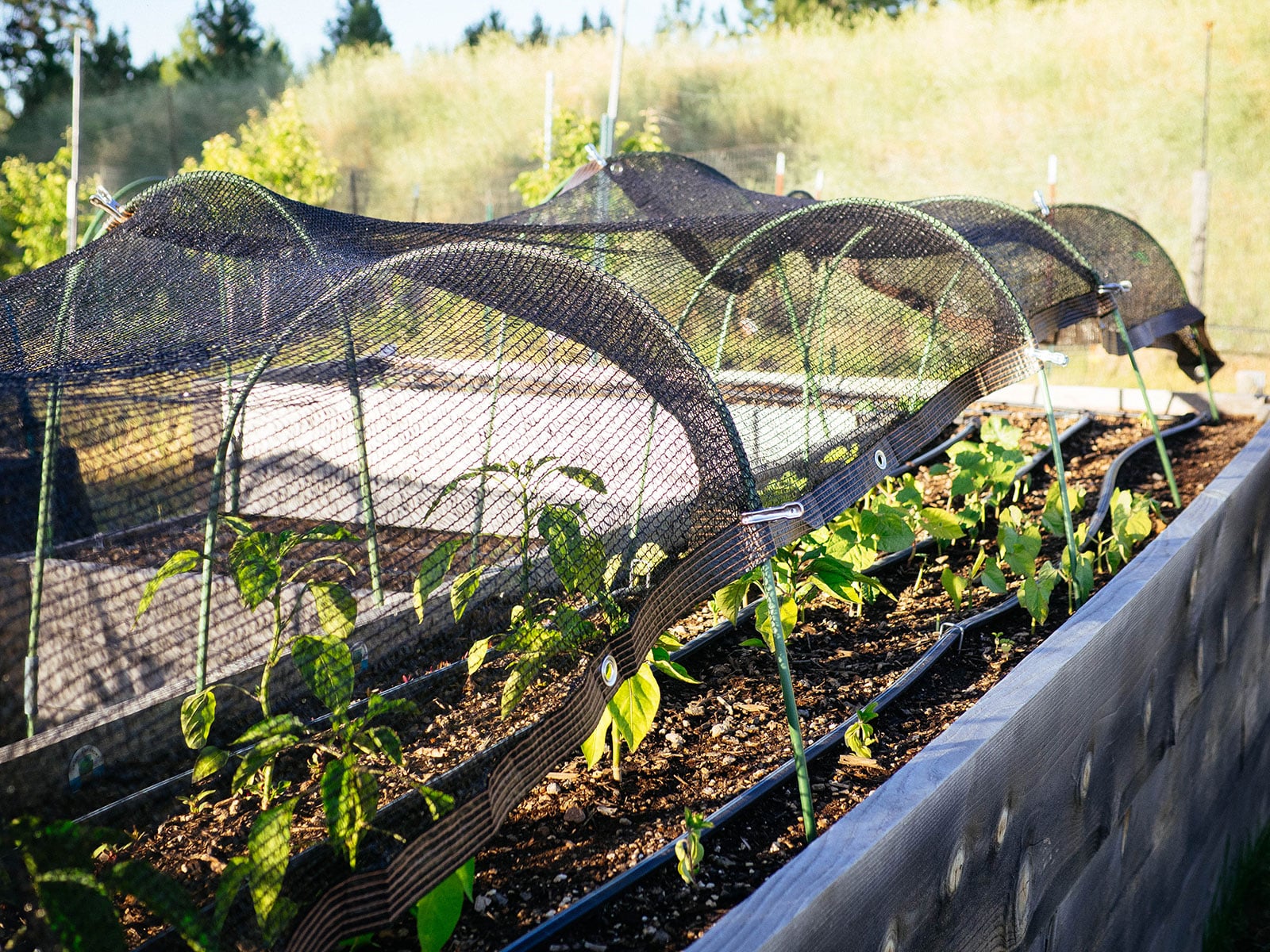 Pepper and bean plants in a raised bed with shade cloth draped over low hoops