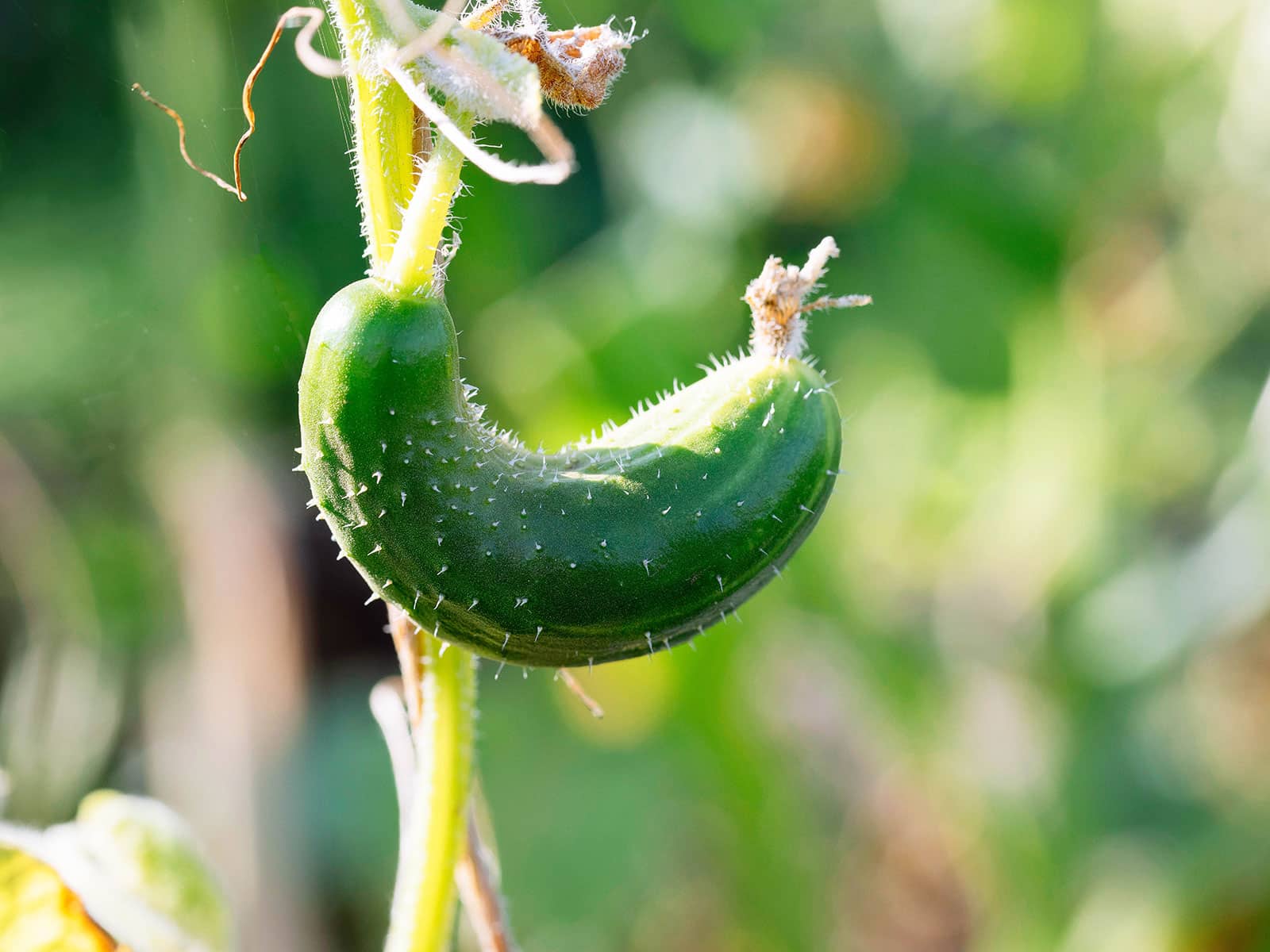 Curved misshapen cucumber growing on a vine